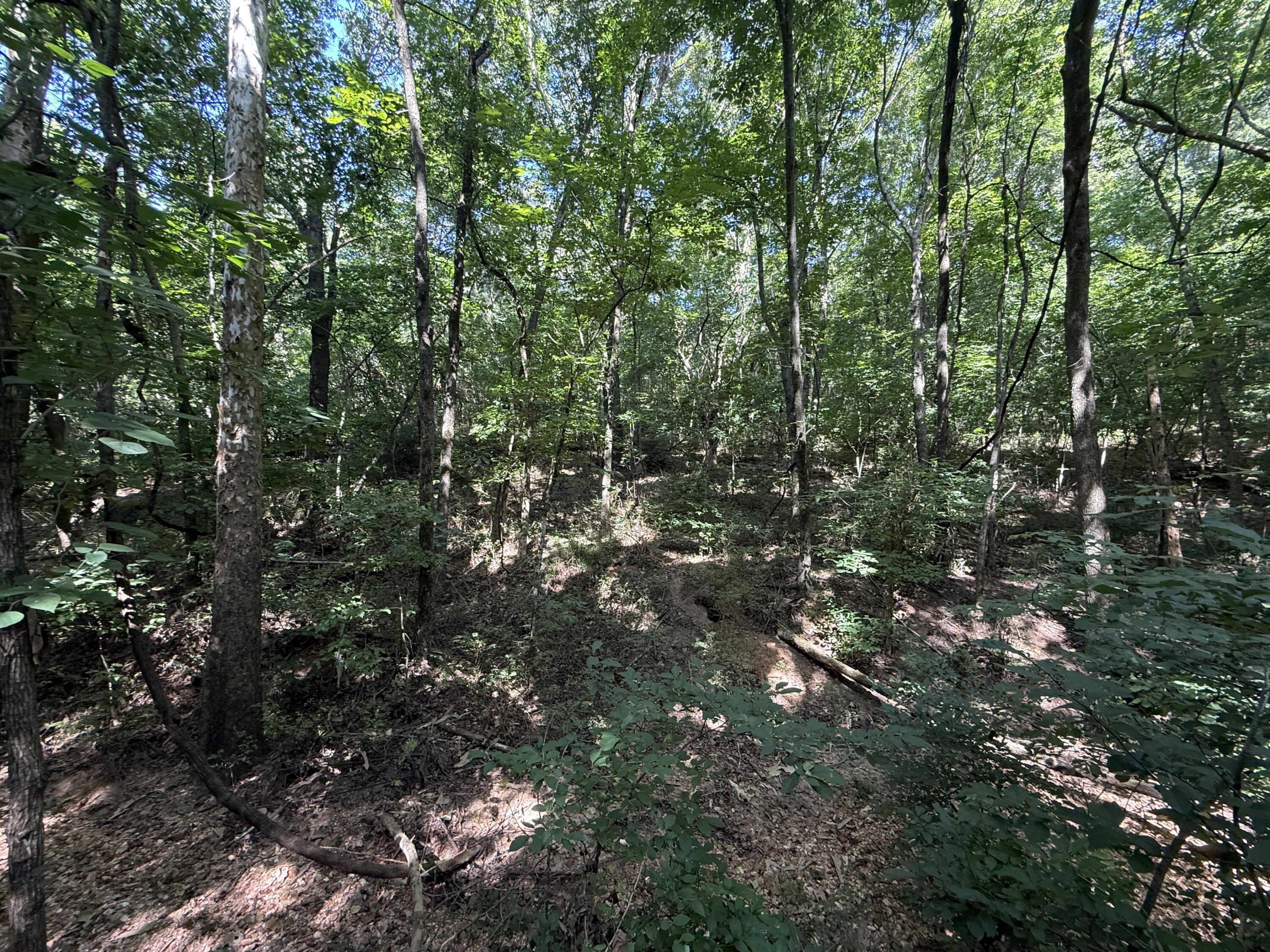Photo 25 - Land for sale – 000  Holly Road  Pierce City, MO
