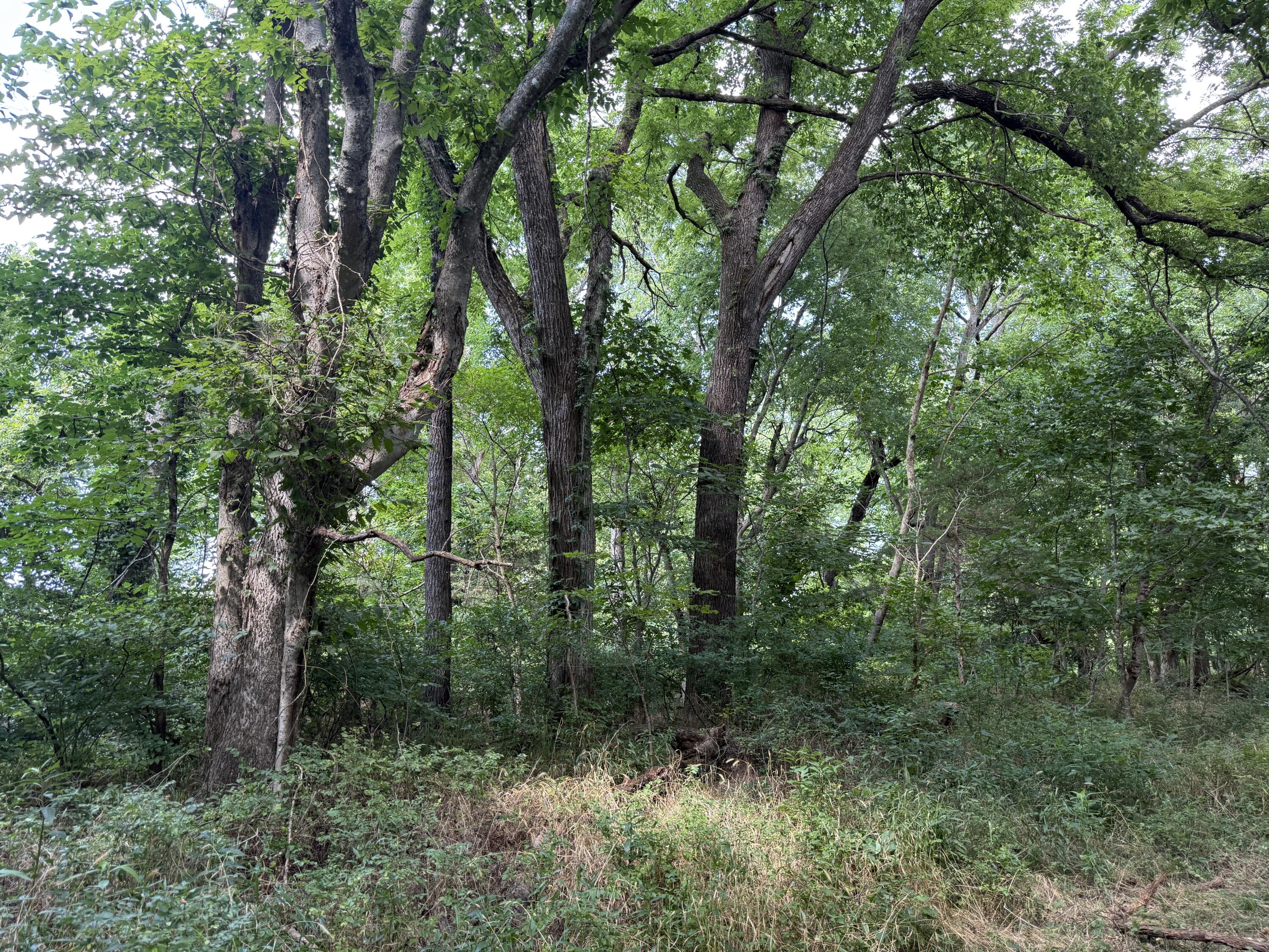 Photo 21 - Land for sale – 000  Holly Road  Pierce City, MO