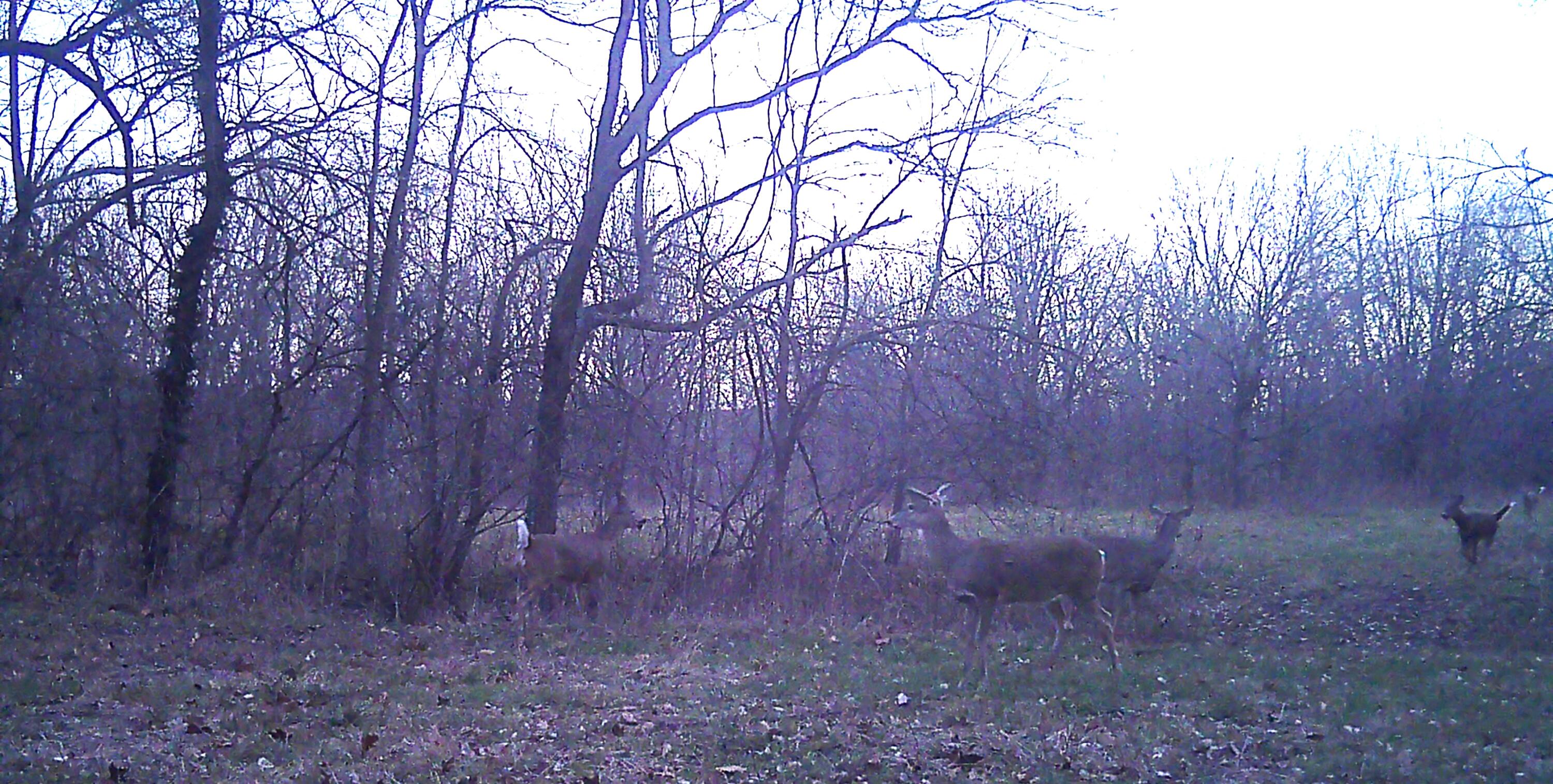 Photo 29 - Land for sale – 000  Holly Road  Pierce City, MO