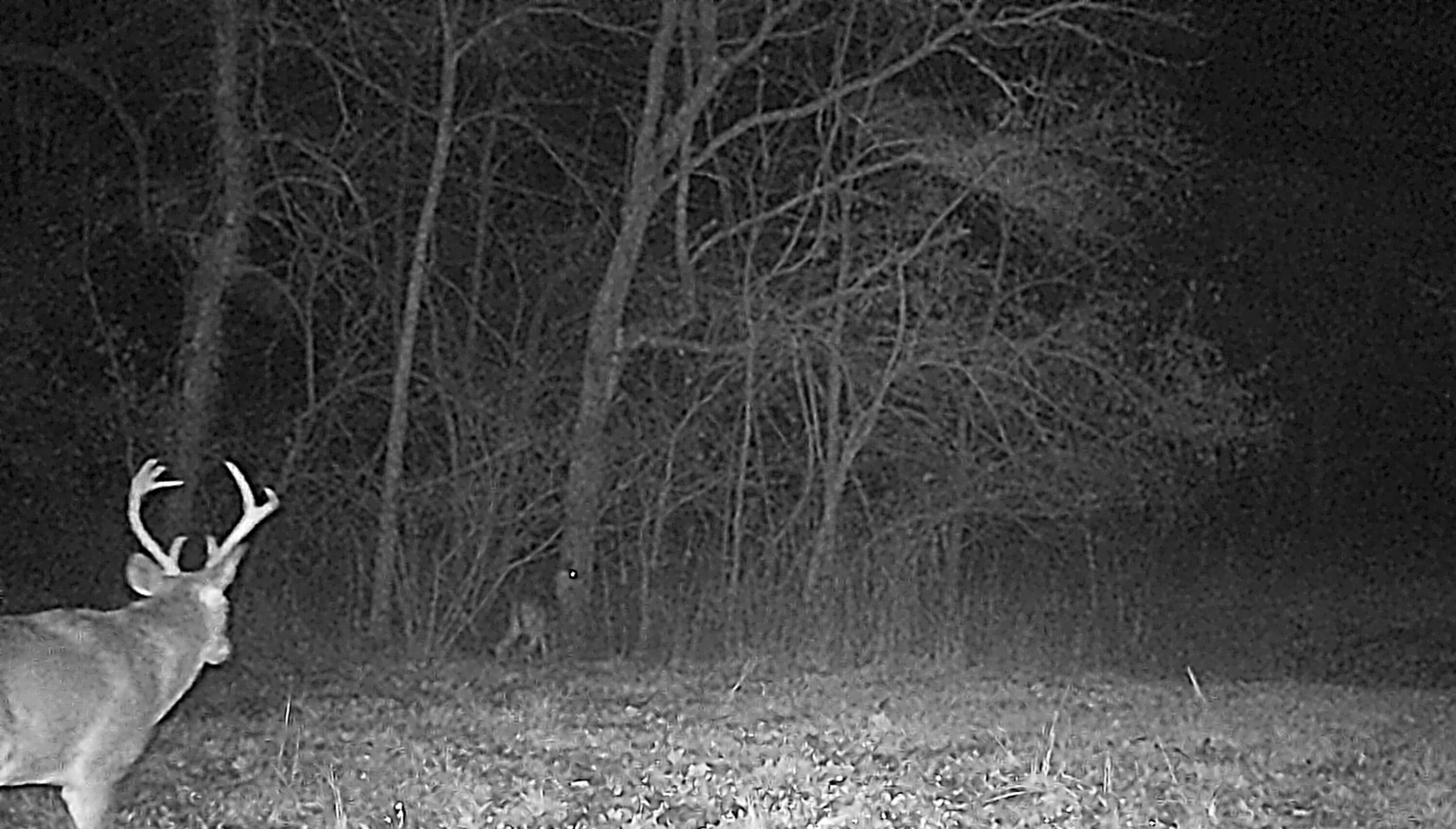 Photo 37 - Land for sale – 000  Holly Road  Pierce City, MO