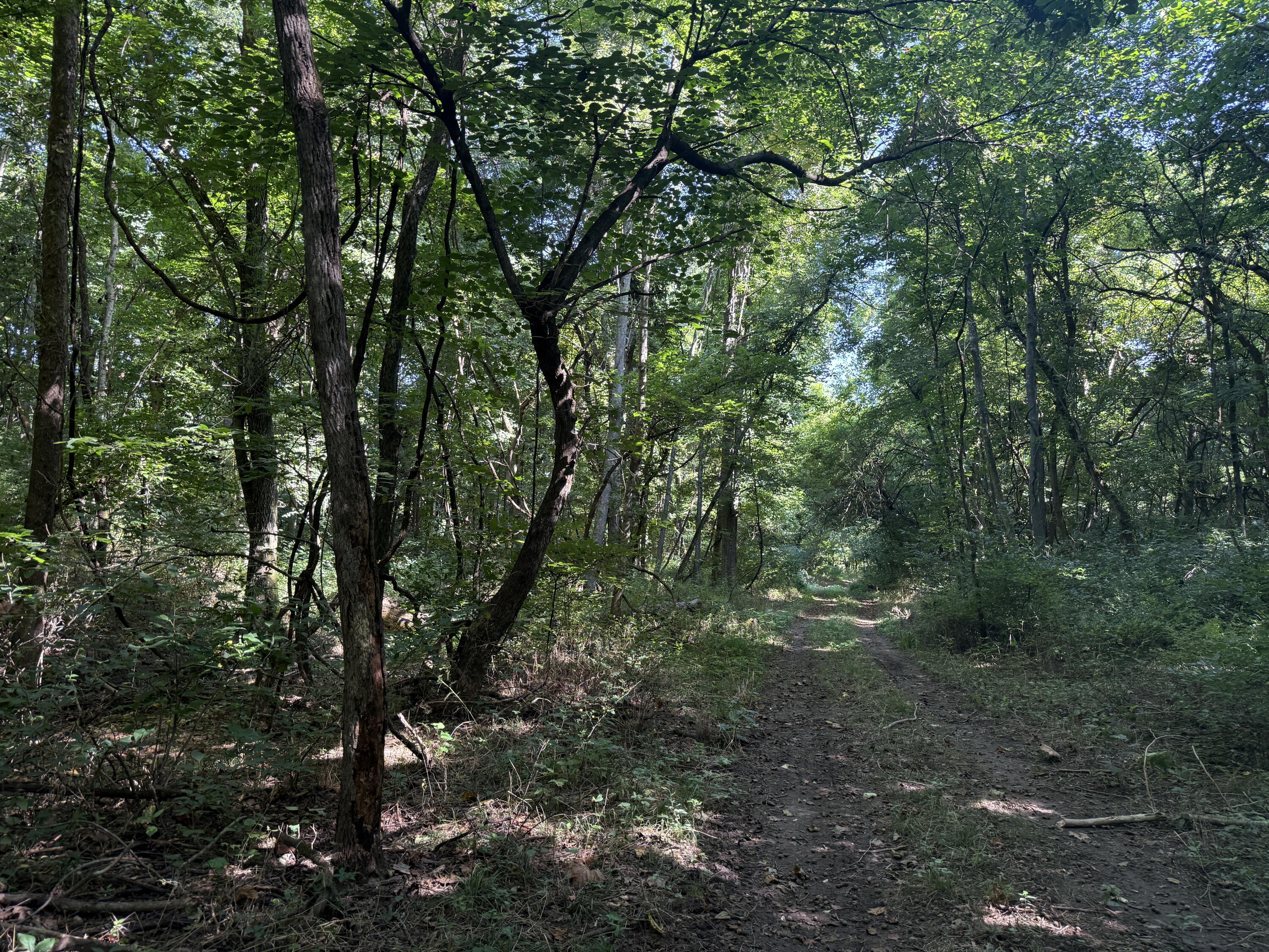 Photo 41 - Land for sale – 000  Holly Road  Pierce City, MO