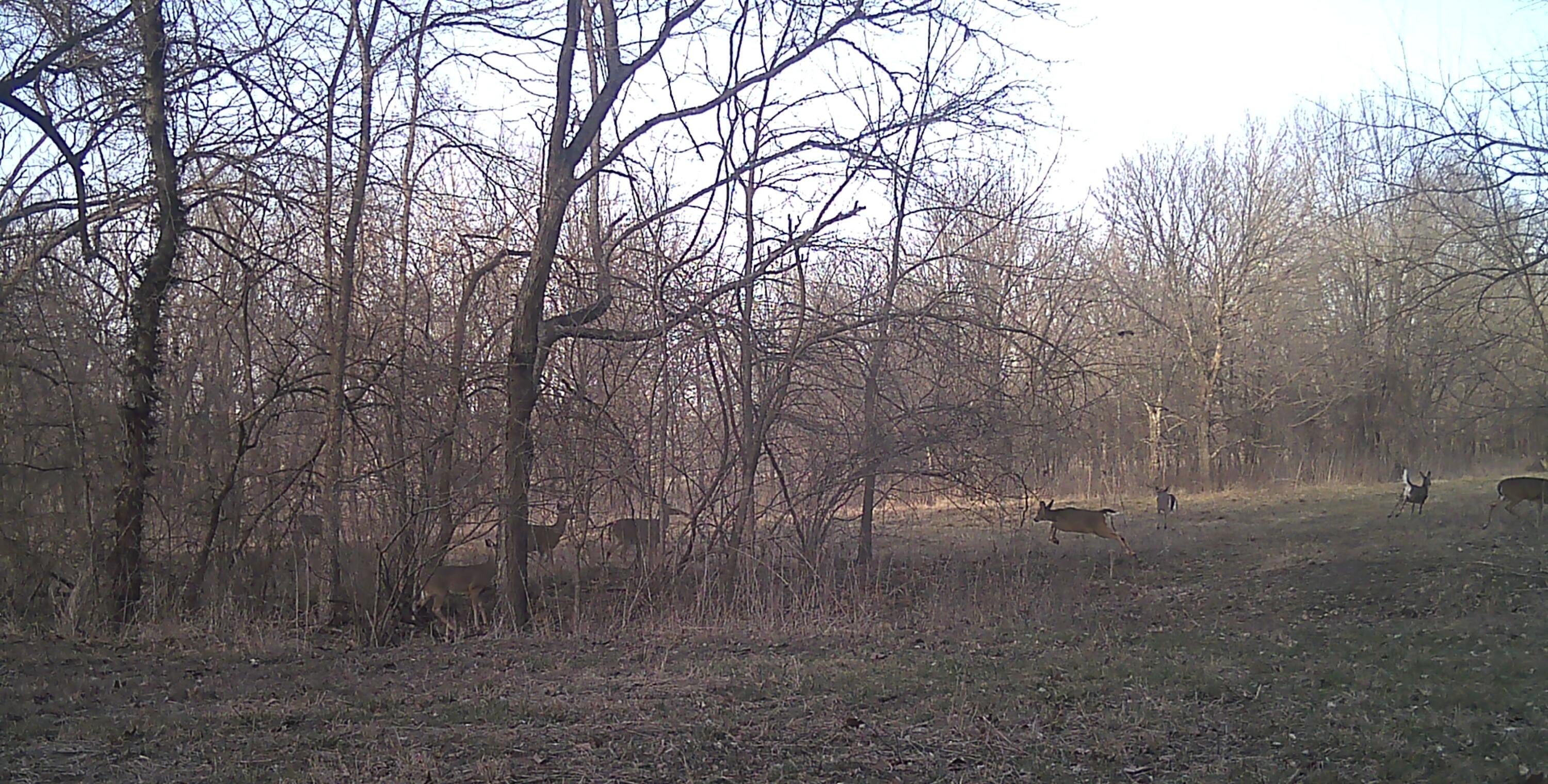 Photo 33 - Land for sale – 000  Holly Road  Pierce City, MO