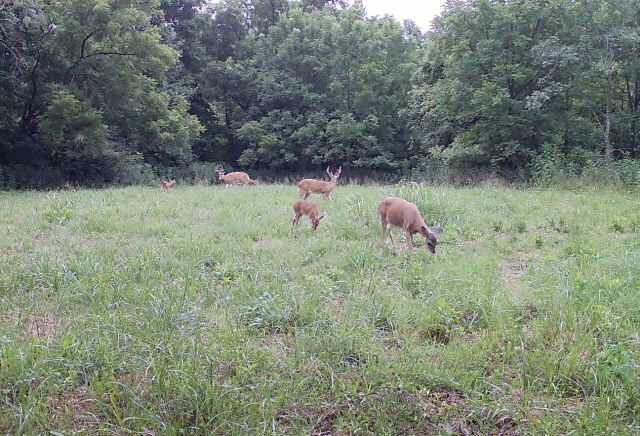 Photo 4 - Land for sale – 000  Holly Road  Pierce City, MO