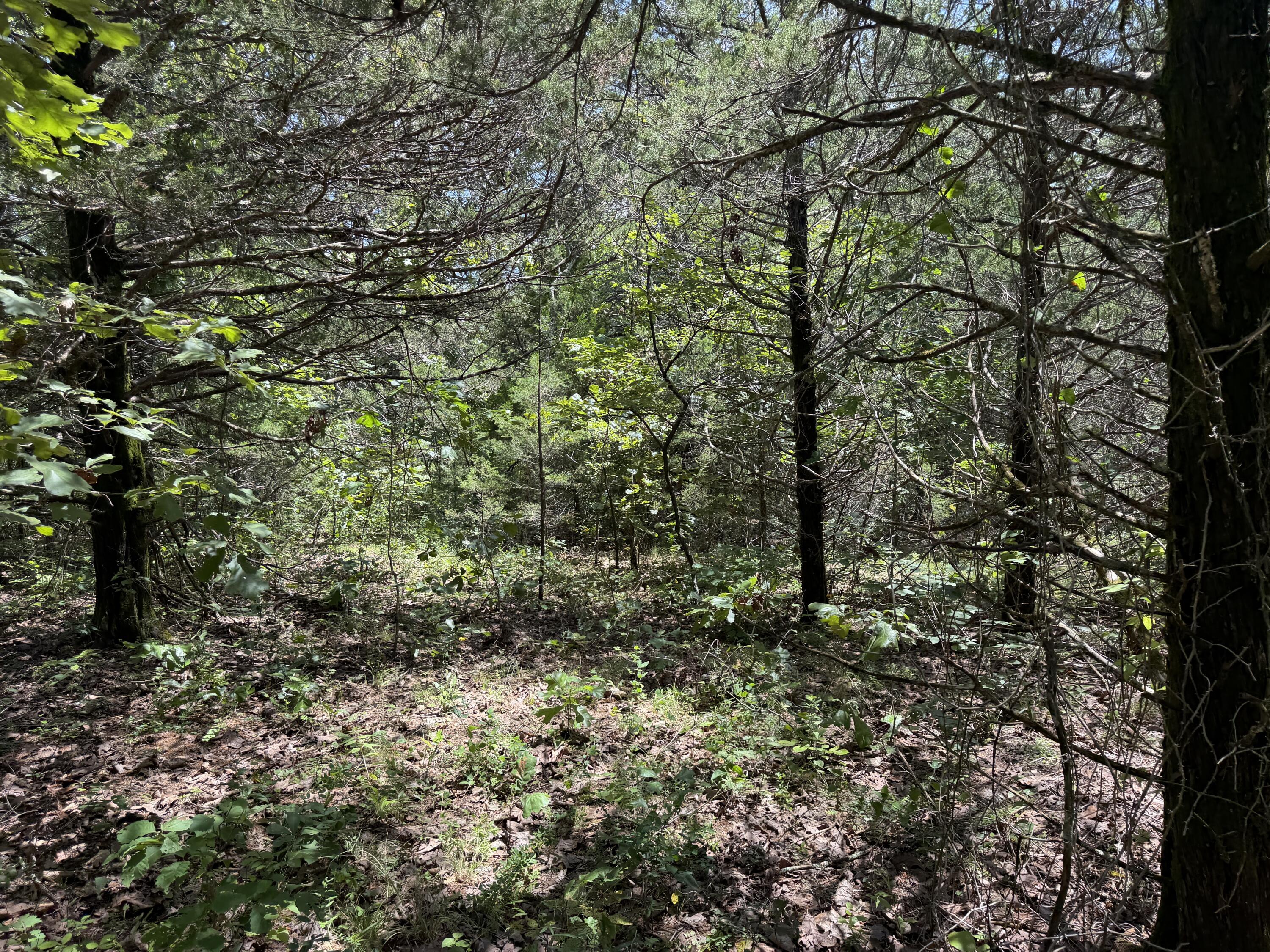 Photo 7 - Land for sale – 000  Ranch Road   Willow Springs, MO