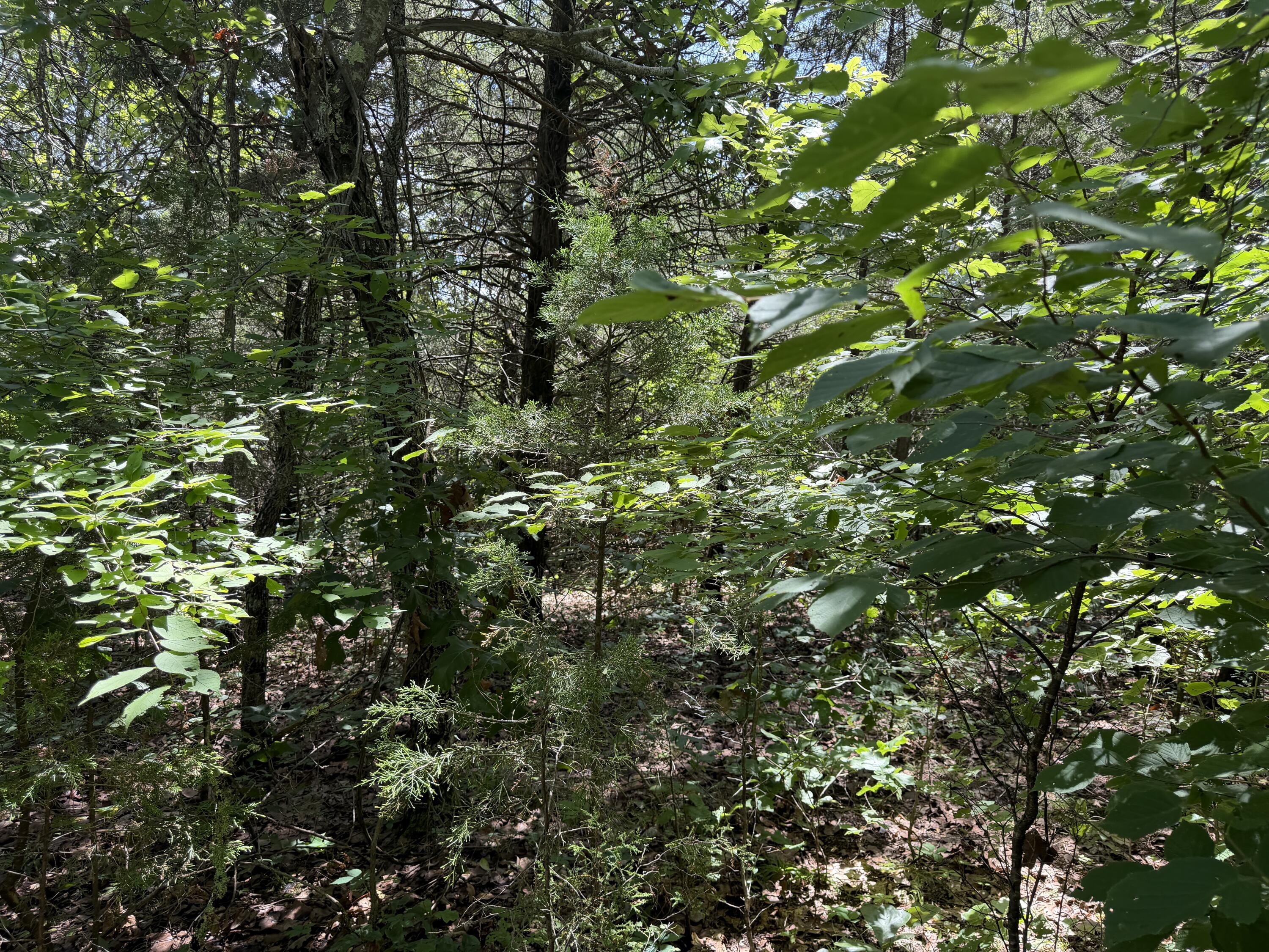 Photo 13 - Land for sale – 000  Ranch Road   Willow Springs, MO