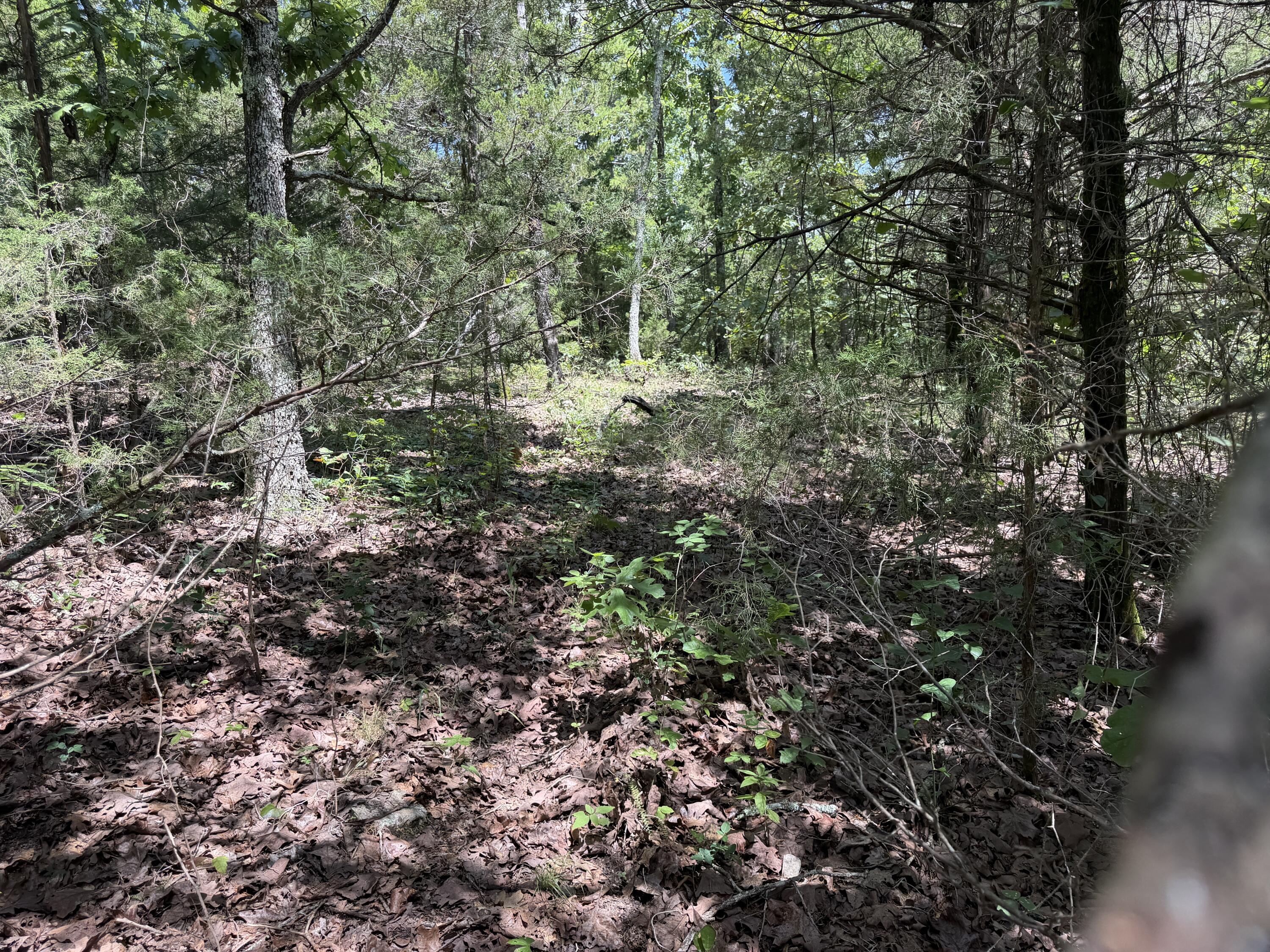 Photo 6 - Land for sale – 000  Ranch Road   Willow Springs, MO