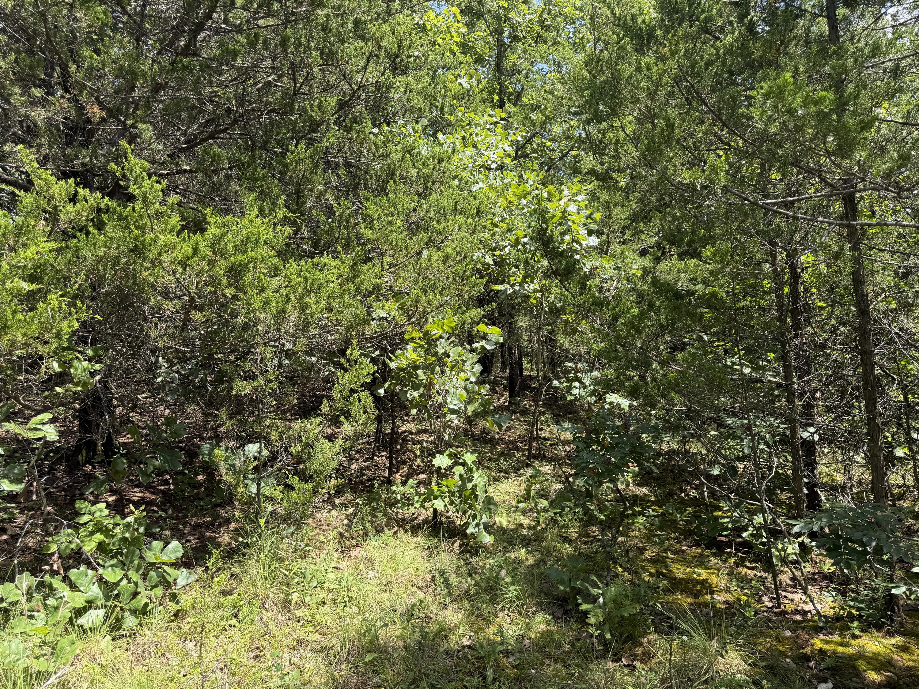 Photo 10 - Land for sale – 000  Ranch Road   Willow Springs, MO