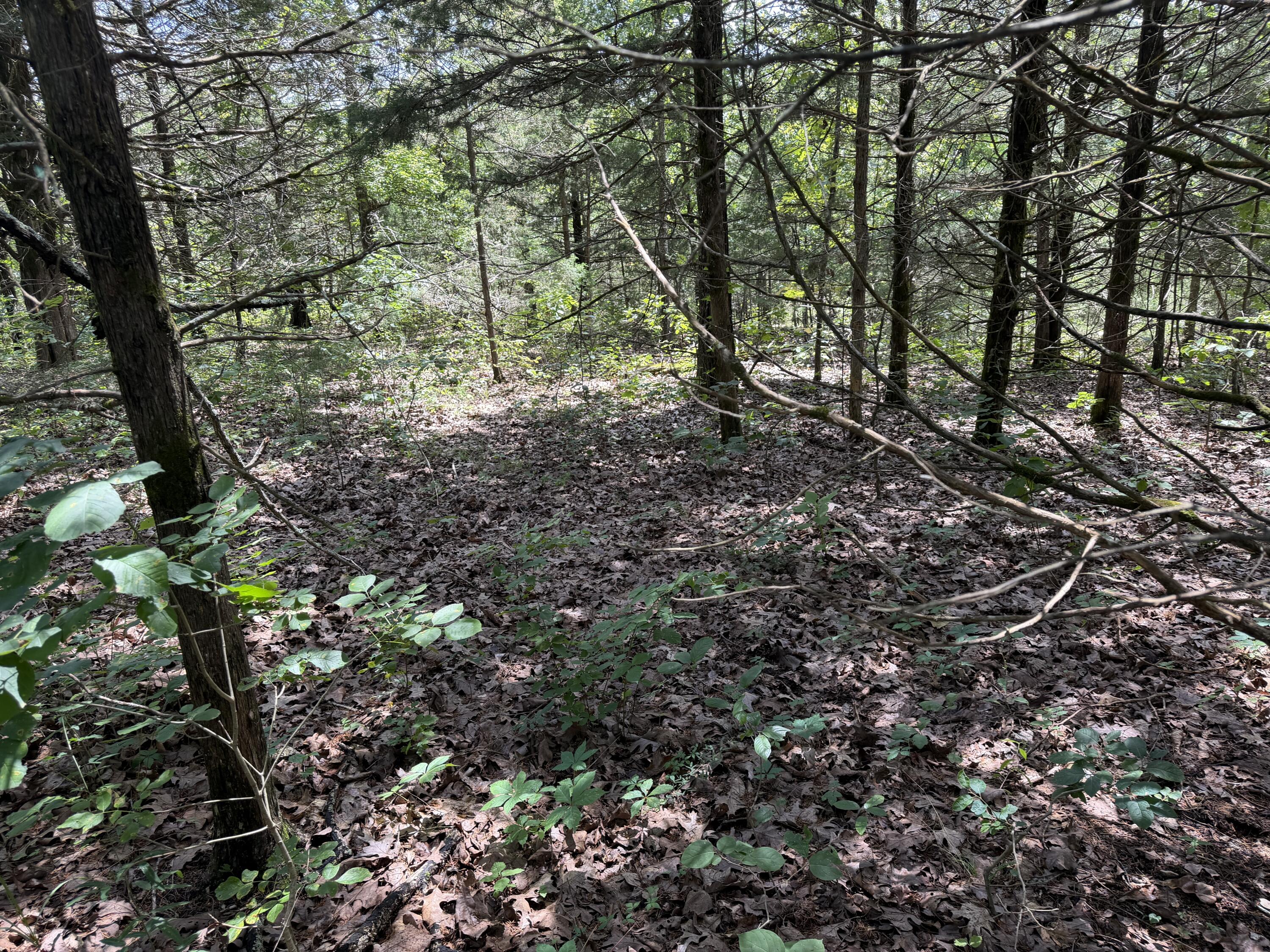 Photo 8 - Land for sale – 000  Ranch Road   Willow Springs, MO
