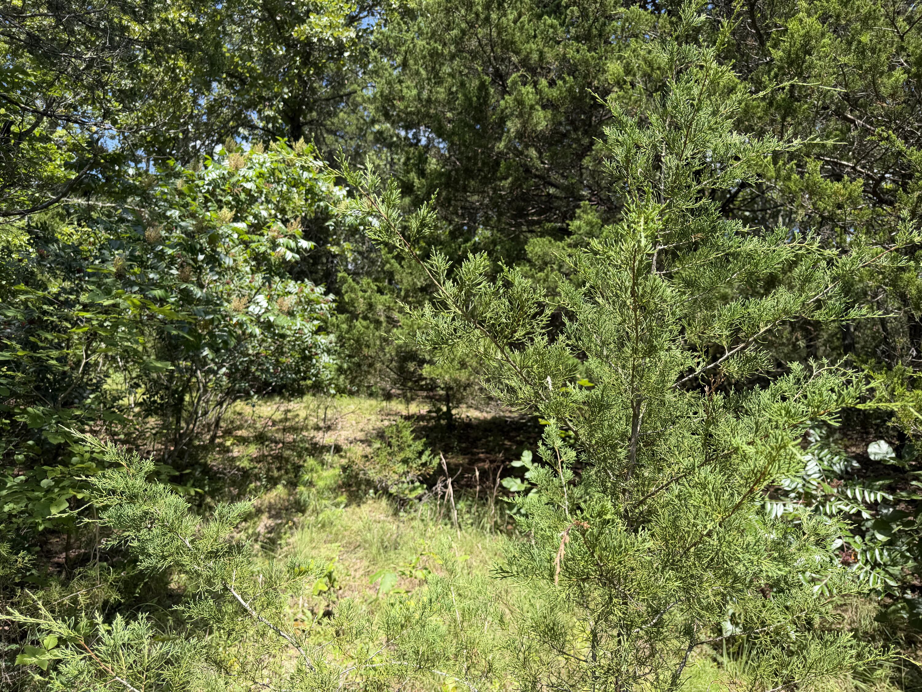 Photo 3 - Land for sale – 000  Ranch Road   Willow Springs, MO