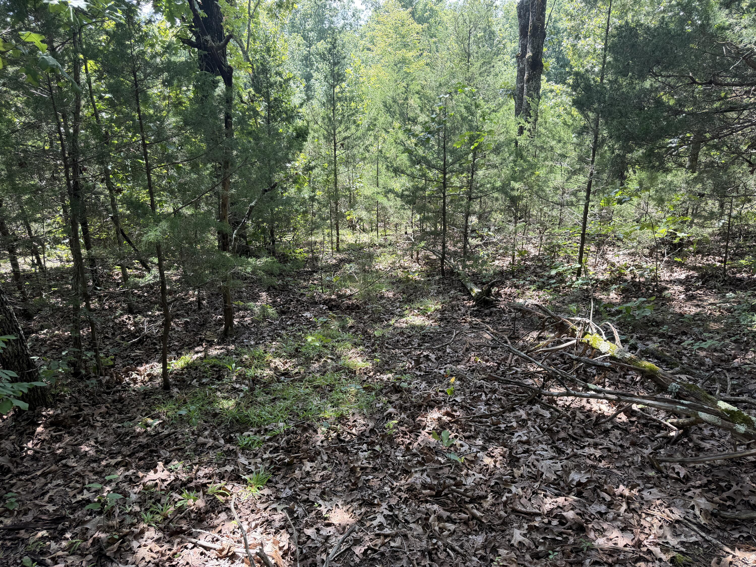 Photo 5 - Land for sale – 000  Ranch Road   Willow Springs, MO