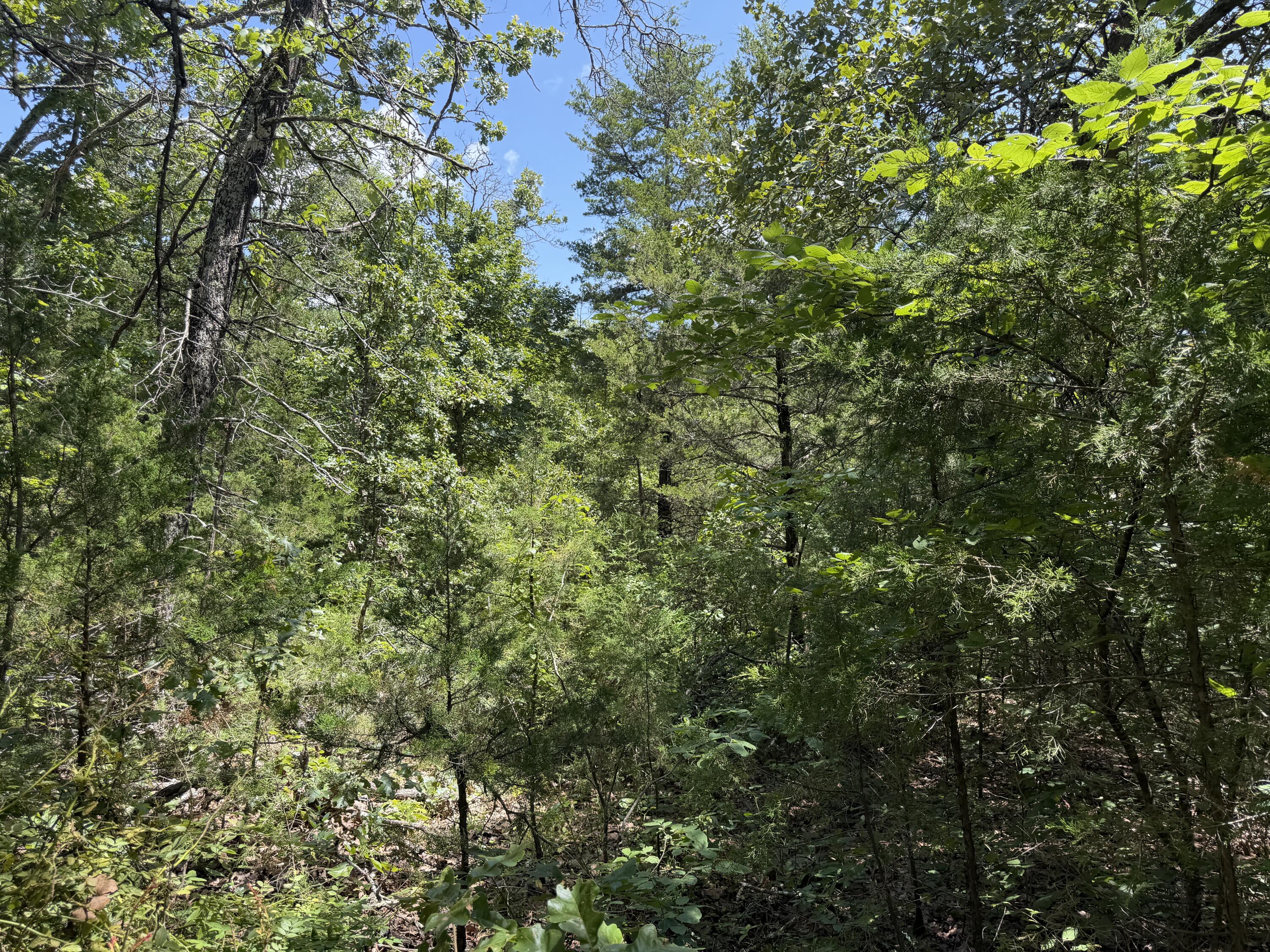 Photo 11 - Land for sale – 000  Ranch Road   Willow Springs, MO