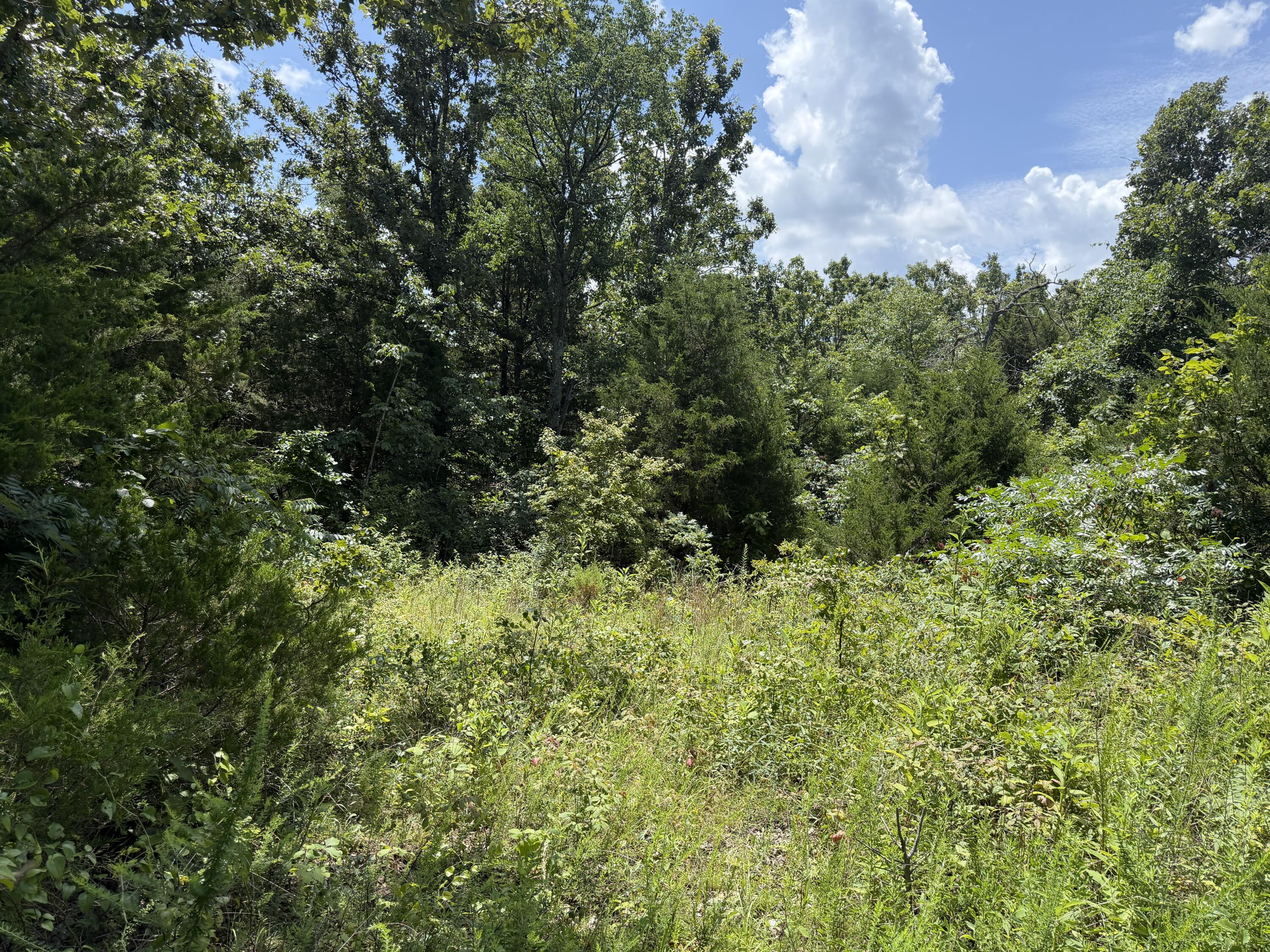 Photo 2 - Land for sale – 000  Ranch Road   Willow Springs, MO