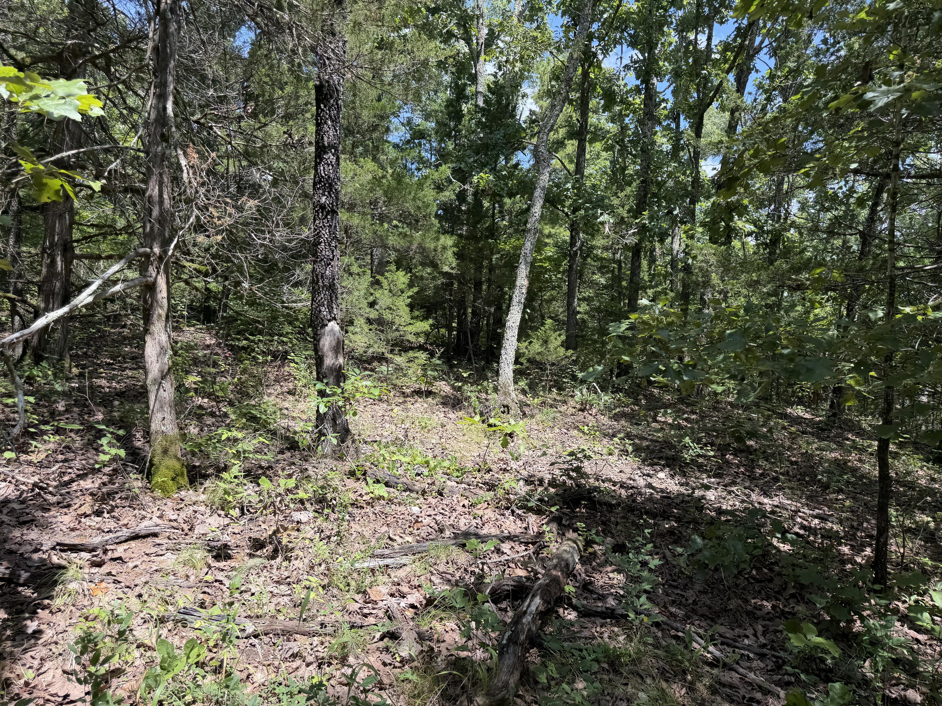 Photo 12 - Land for sale – 000  Ranch Road   Willow Springs, MO