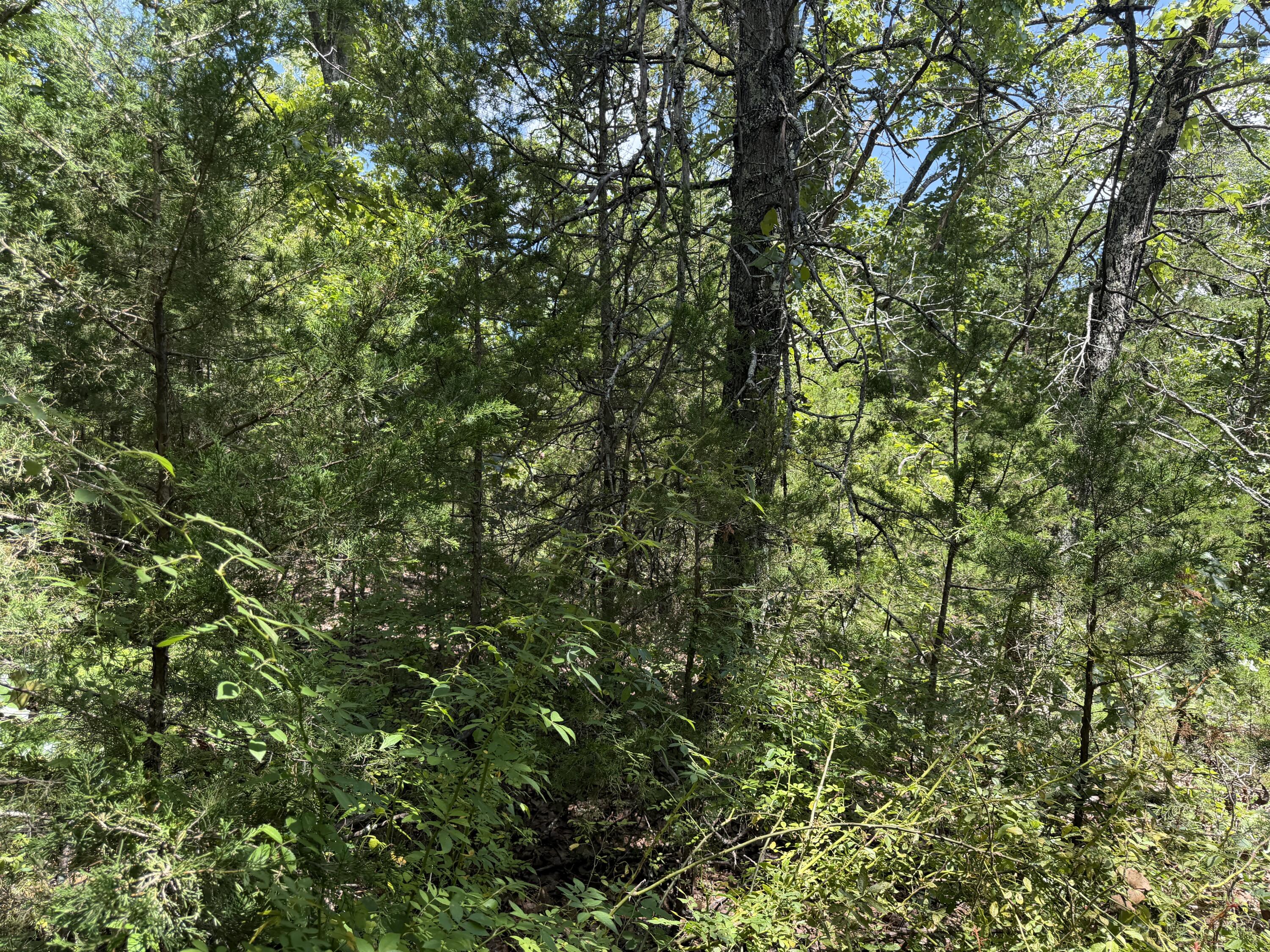 Photo 15 - Land for sale – 000  Ranch Road   Willow Springs, MO