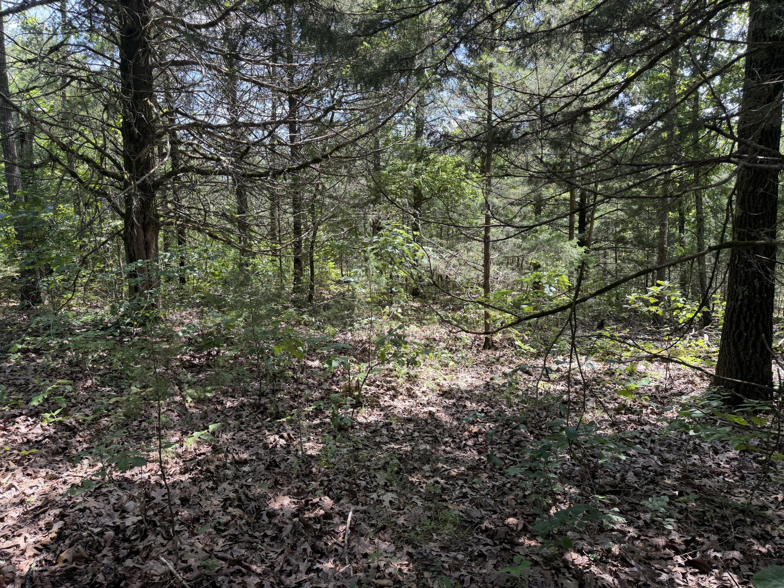 Photo 4 - Land for sale – 000  Ranch Road   Willow Springs, MO