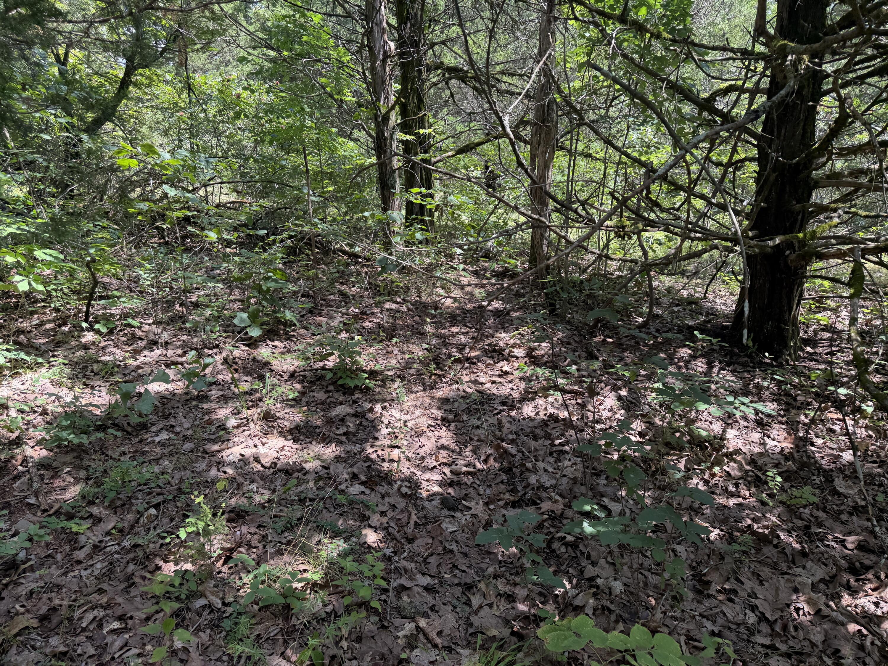 Photo 9 - Land for sale – 000  Ranch Road   Willow Springs, MO