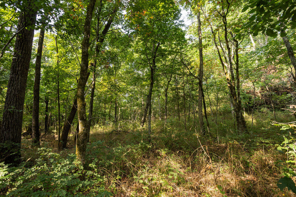 Photo 6 - Land for sale – 000  Misty Springs Road  Galena, MO