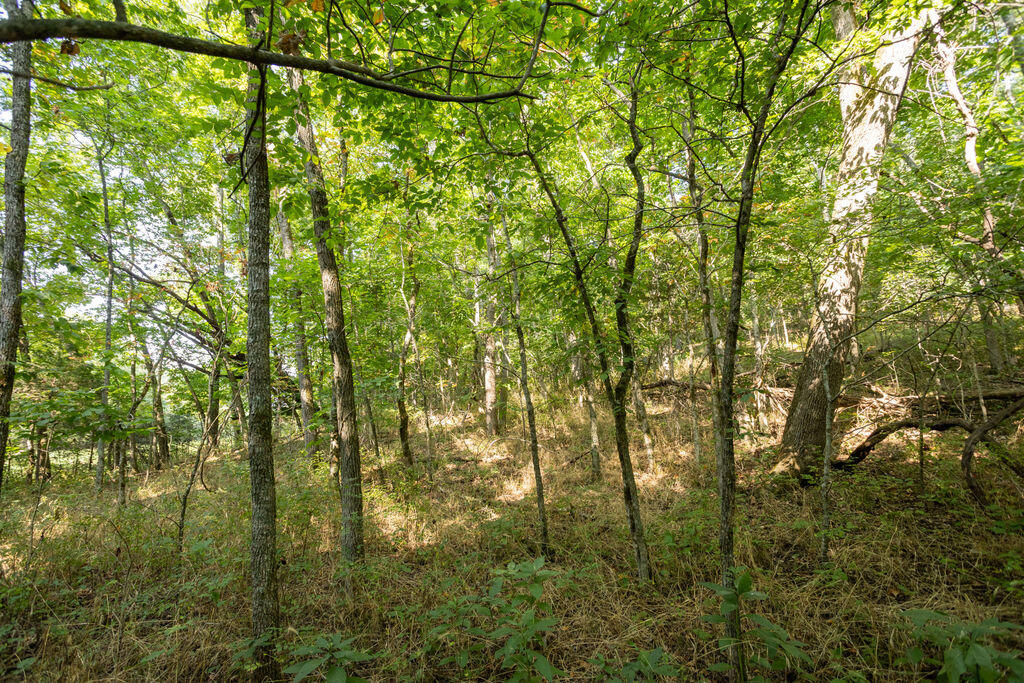 Photo 7 - Land for sale – 000  Misty Springs Road  Galena, MO