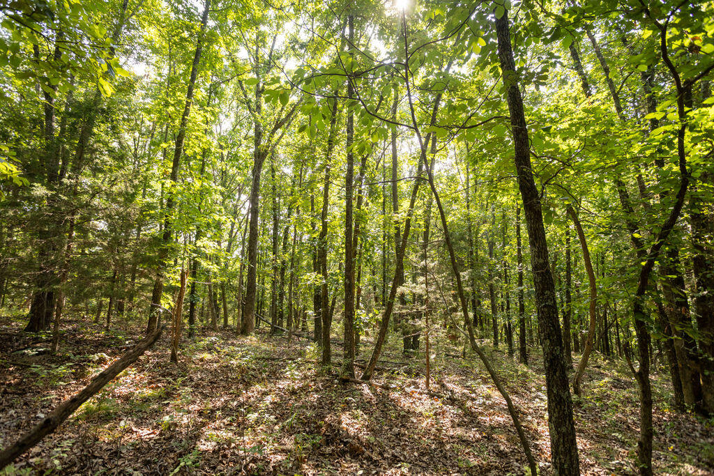 Photo 17 - Land for sale – 000  Misty Springs Road  Galena, MO