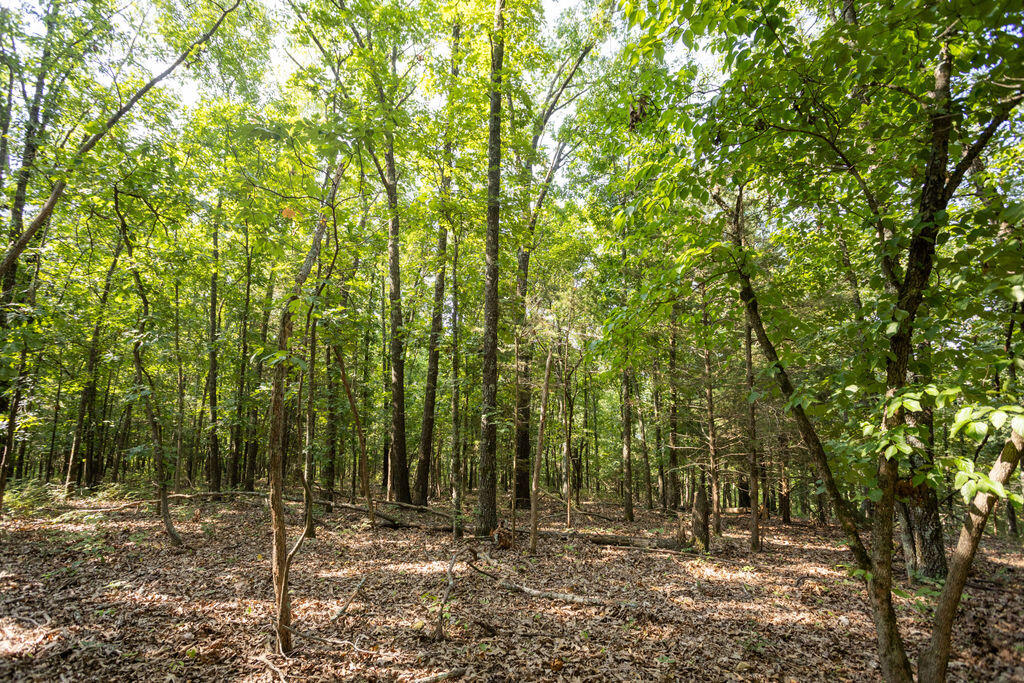 Photo 16 - Land for sale – 000  Misty Springs Road  Galena, MO