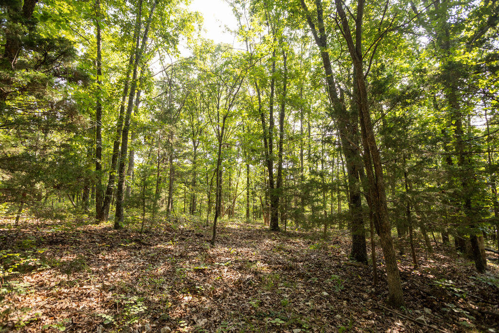 Photo 18 - Land for sale – 000  Misty Springs Road  Galena, MO