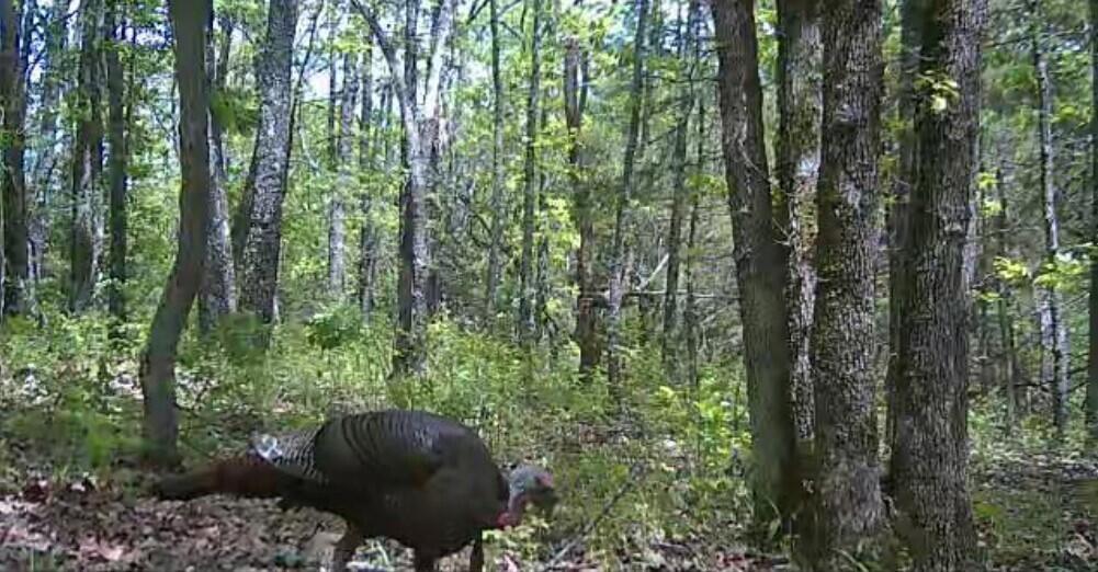 Photo 48 - Land for sale – 000  Misty Springs Road  Galena, MO