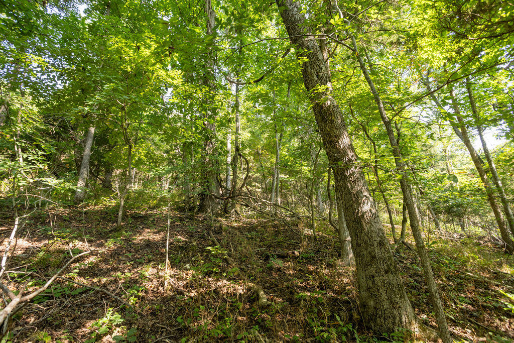 Photo 8 - Land for sale – 000  Misty Springs Road  Galena, MO