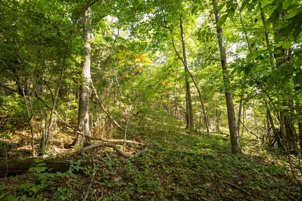 Photo 10 - Land for sale – 000  Misty Springs Road  Galena, MO