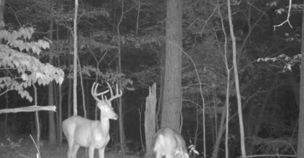 Photo 51 - Land for sale – 000  Misty Springs Road  Galena, MO