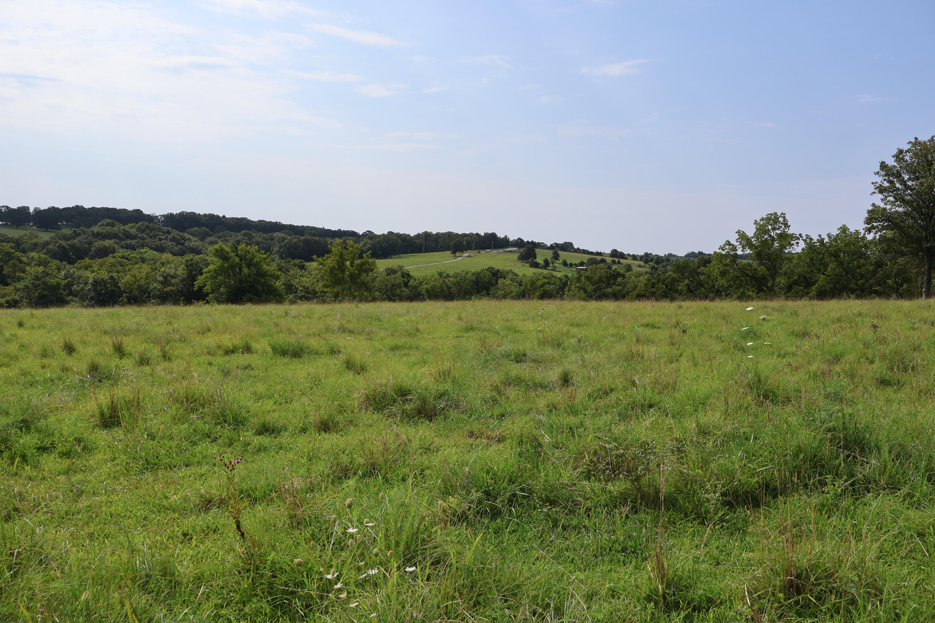 Photo 51 - Land for sale – 9551  State Highway Ff   Mountain Grove, MO
