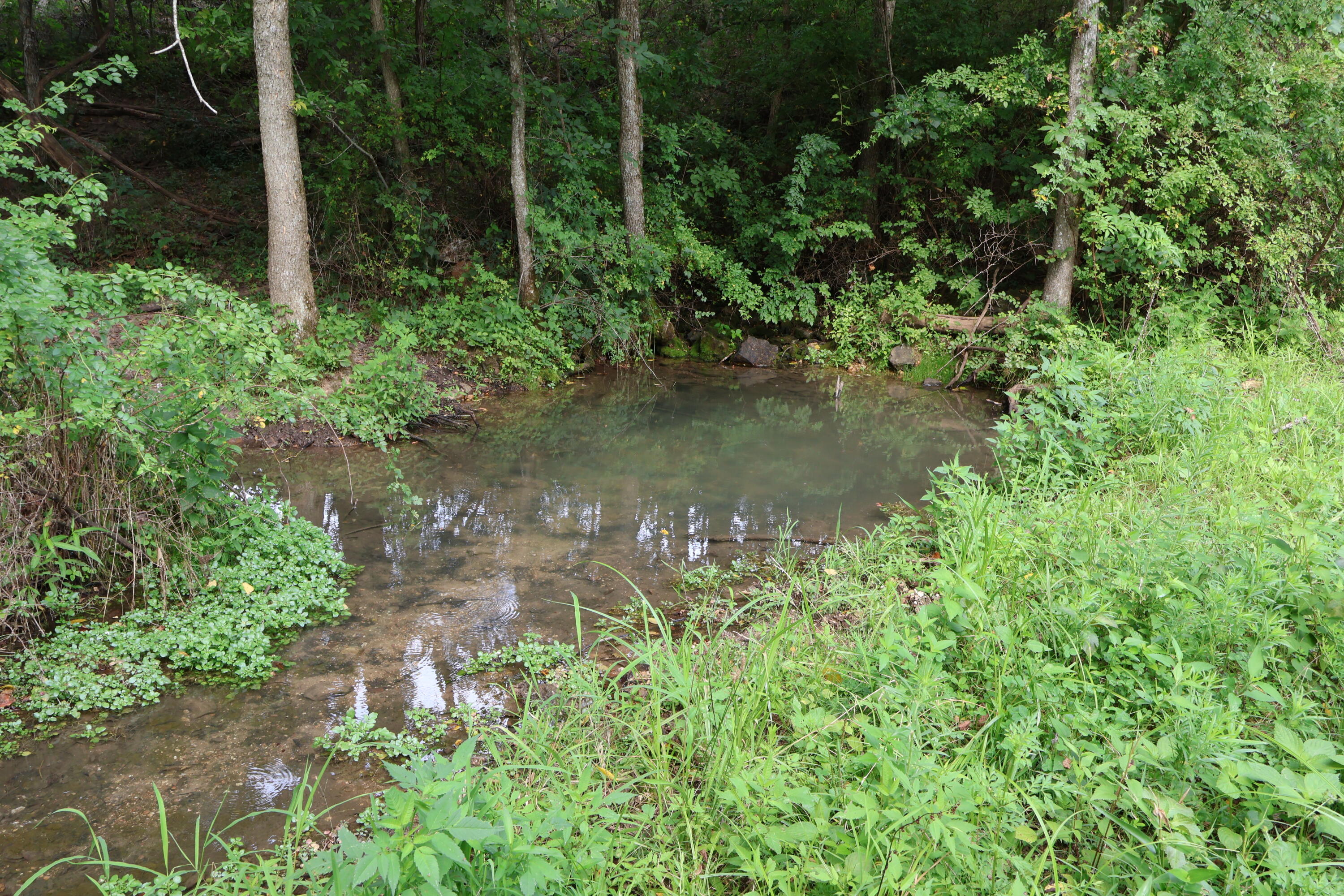 Photo 42 - Land for sale – 9551  State Highway Ff   Mountain Grove, MO