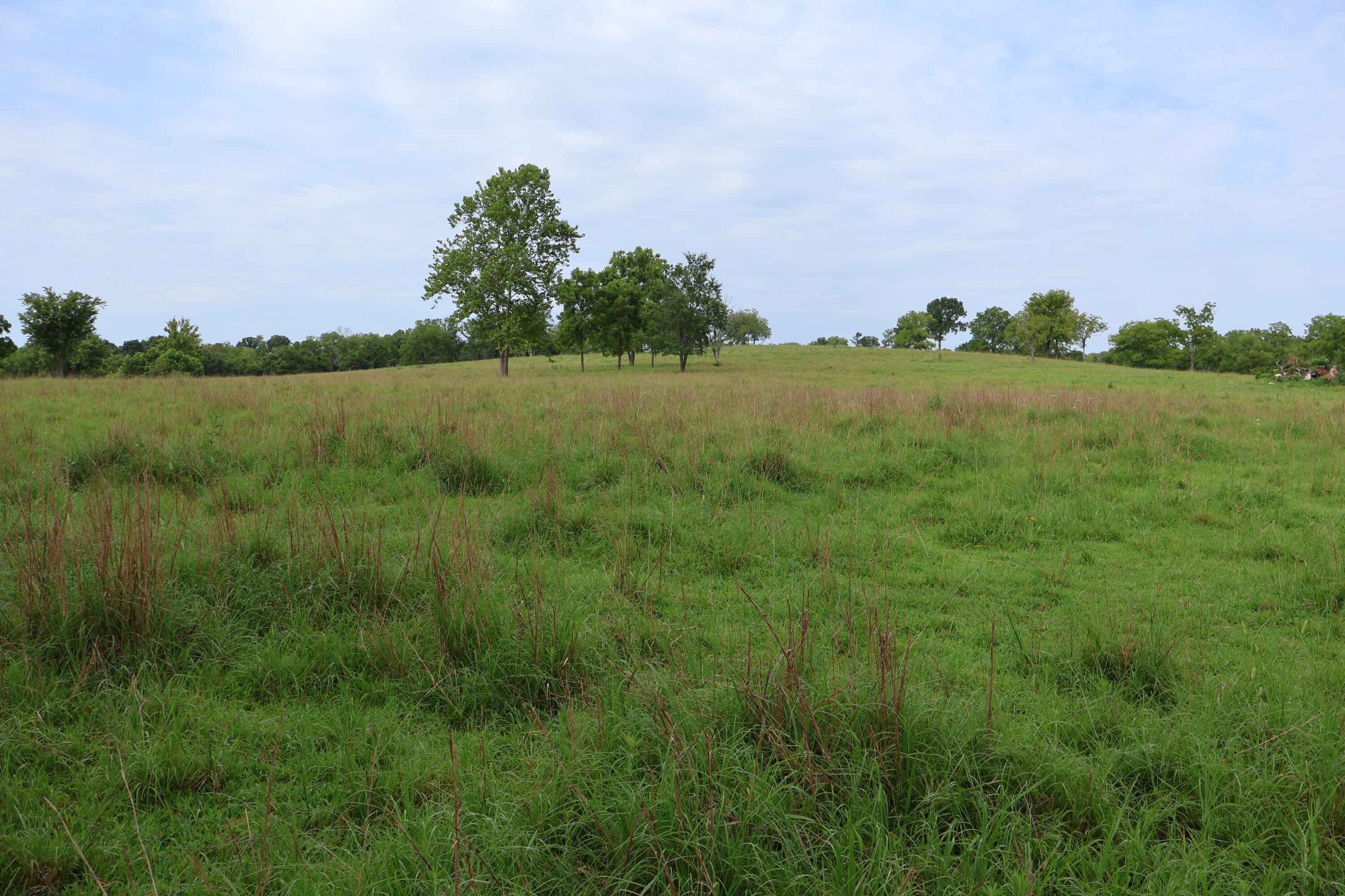 Photo 37 - Land for sale – 9551  State Highway Ff   Mountain Grove, MO