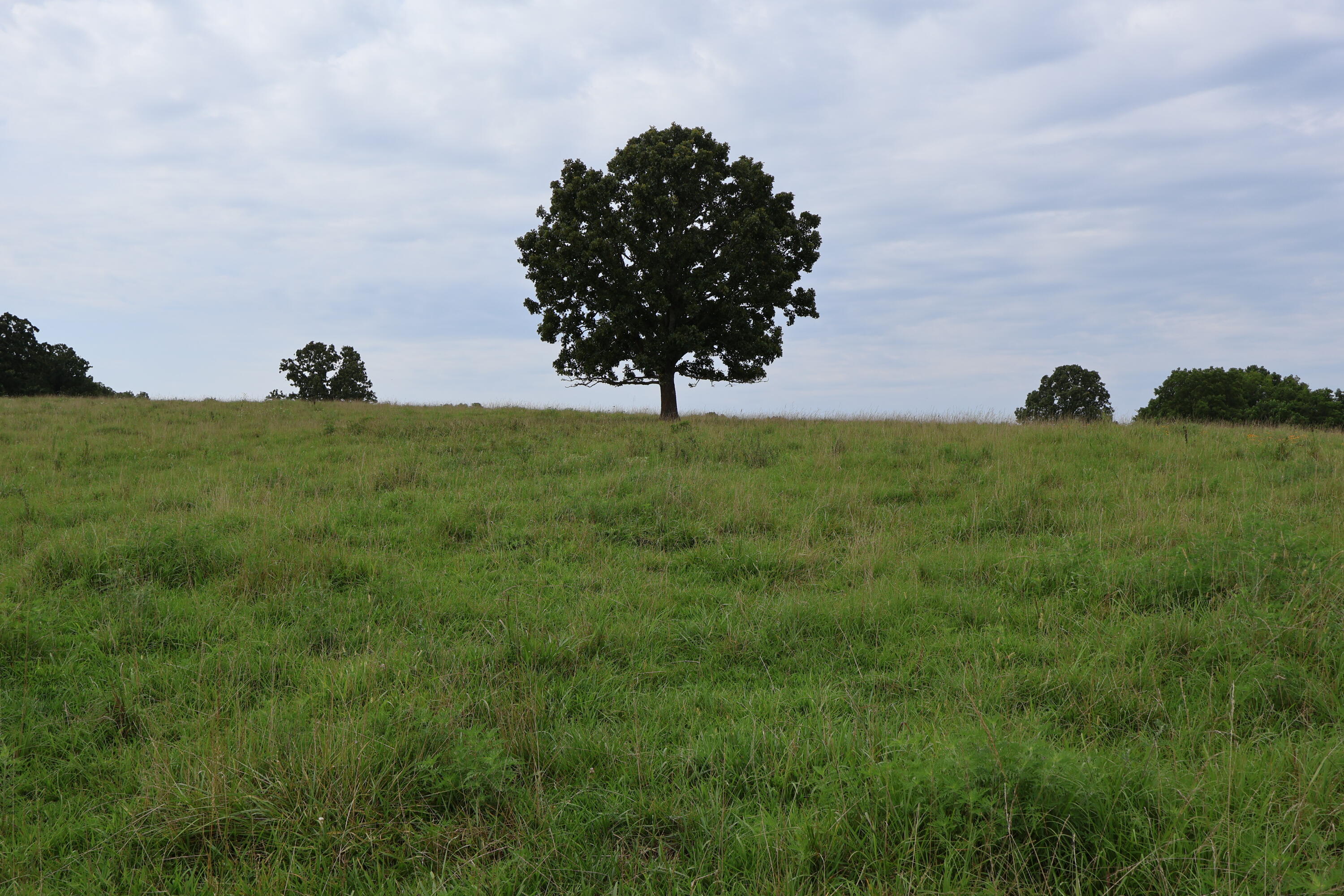 Photo 55 - Land for sale – 9551  State Highway Ff   Mountain Grove, MO