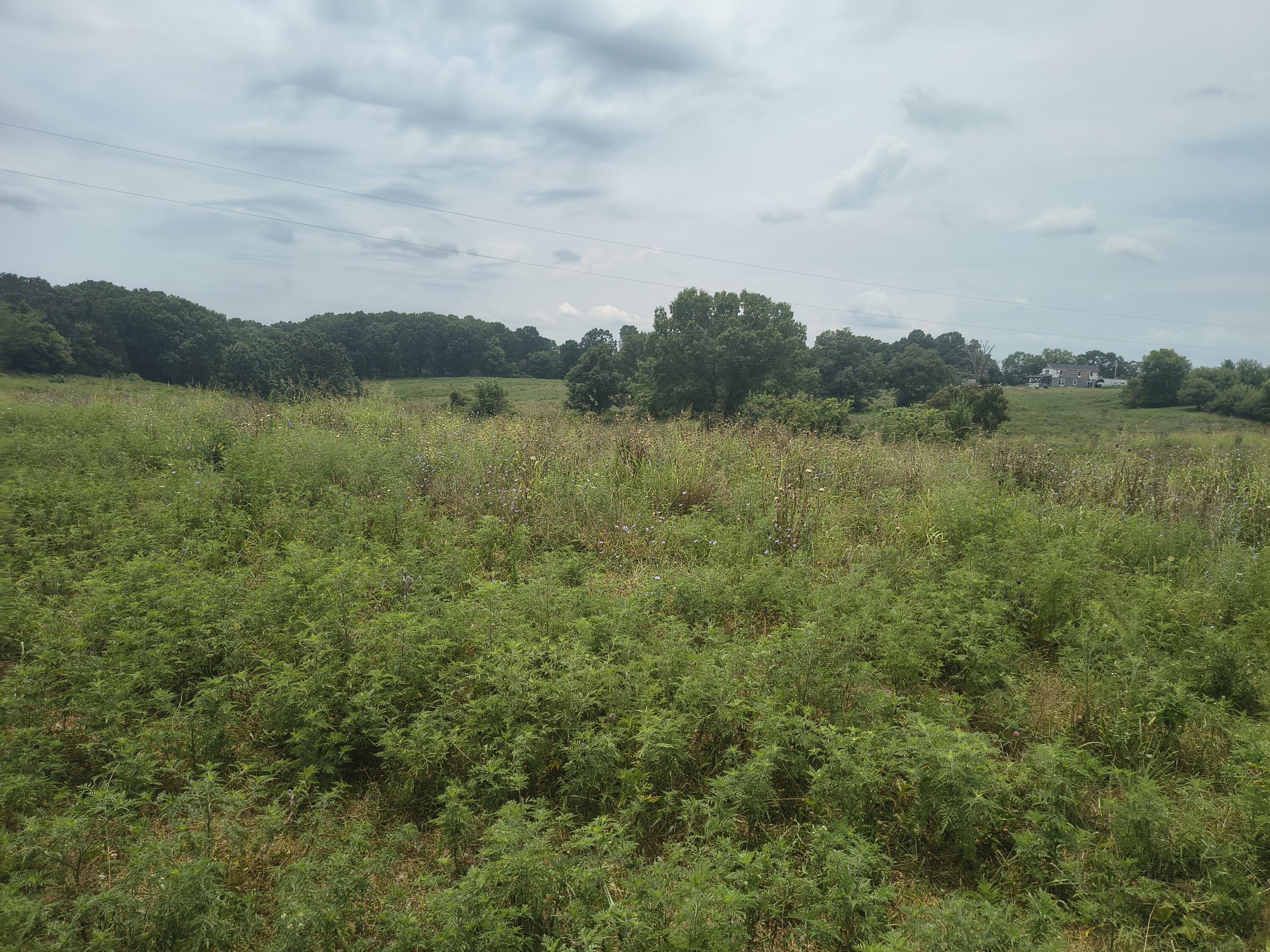 Photo 4 - Land for sale – 1830  Sweet Corn   Galena, MO