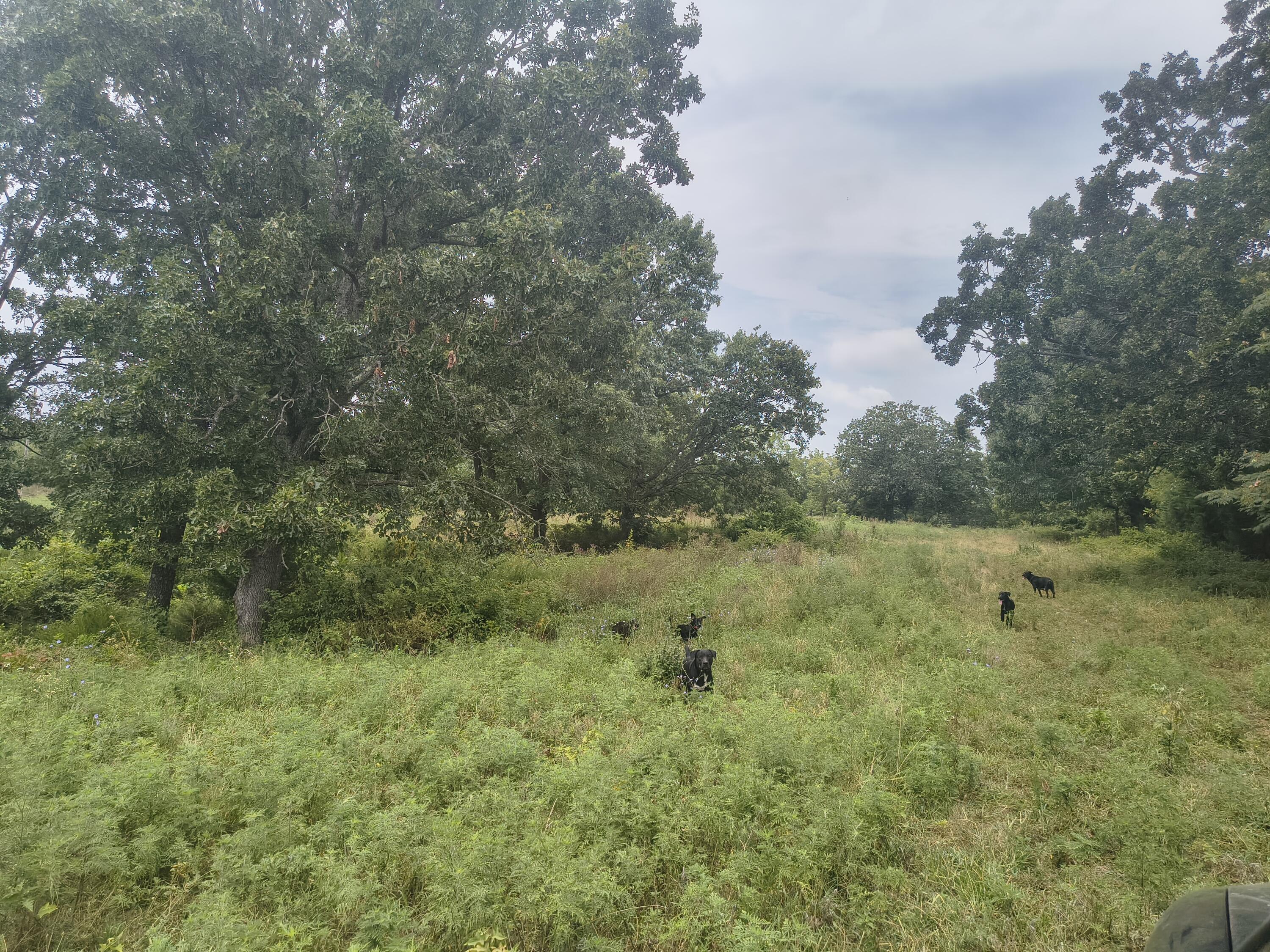 Land for sale – 1830  Sweet Corn   Galena, MO