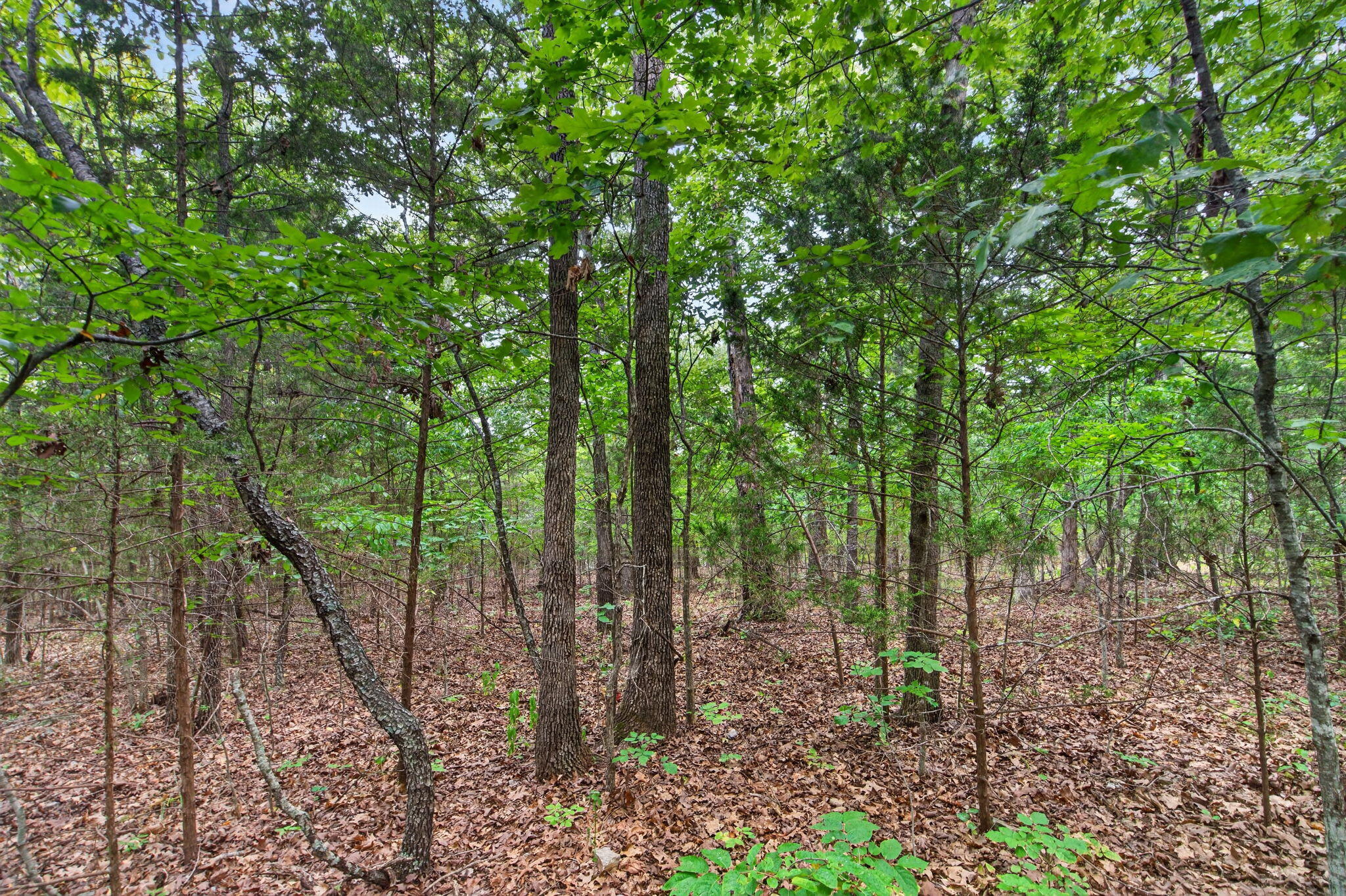 Photo 2 - Land for sale – 000  Alyeska Point Road  Lampe, MO