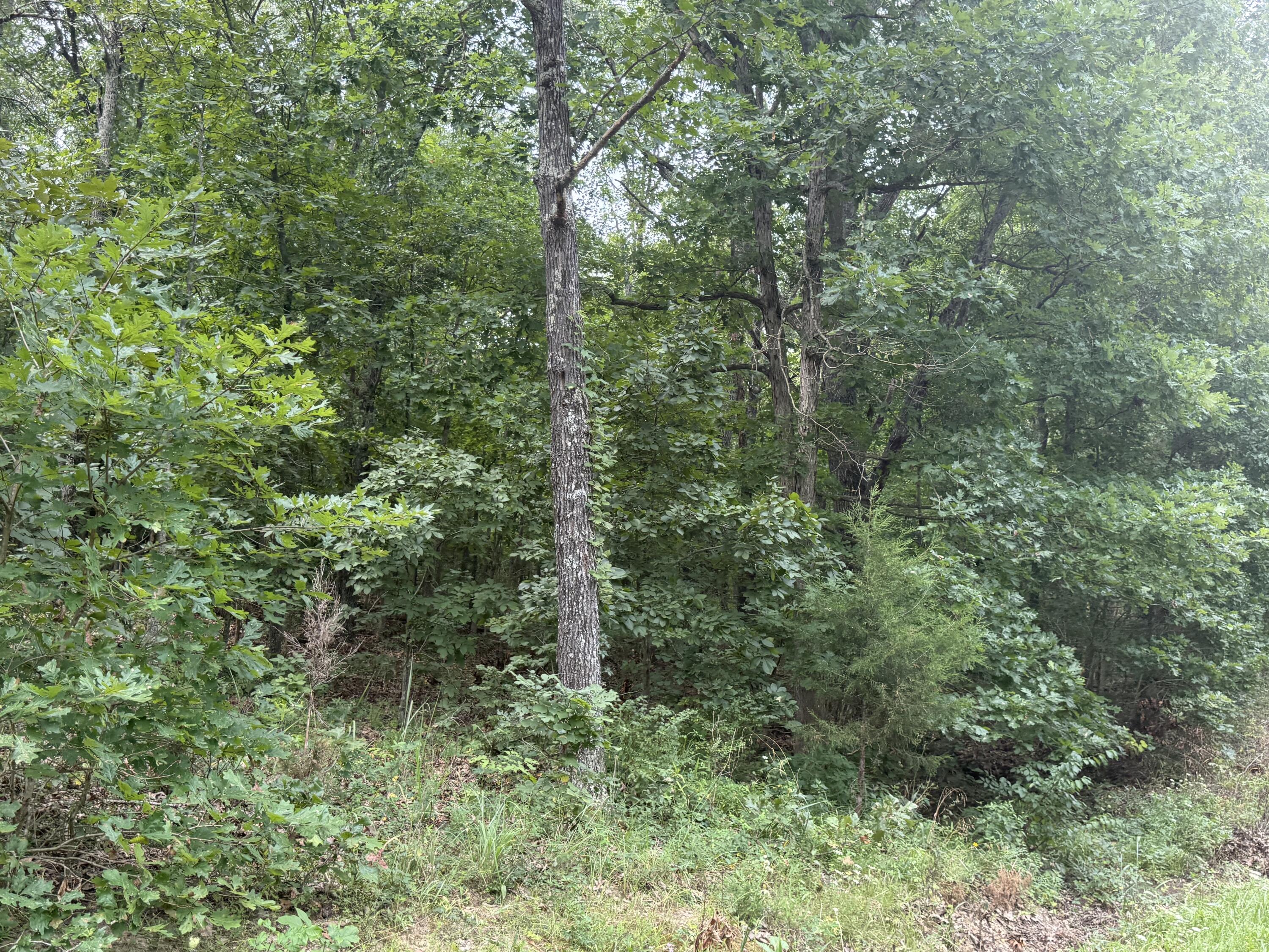 Photo 15 - Land for sale – 000  Paulson Drive  Edwards, MO