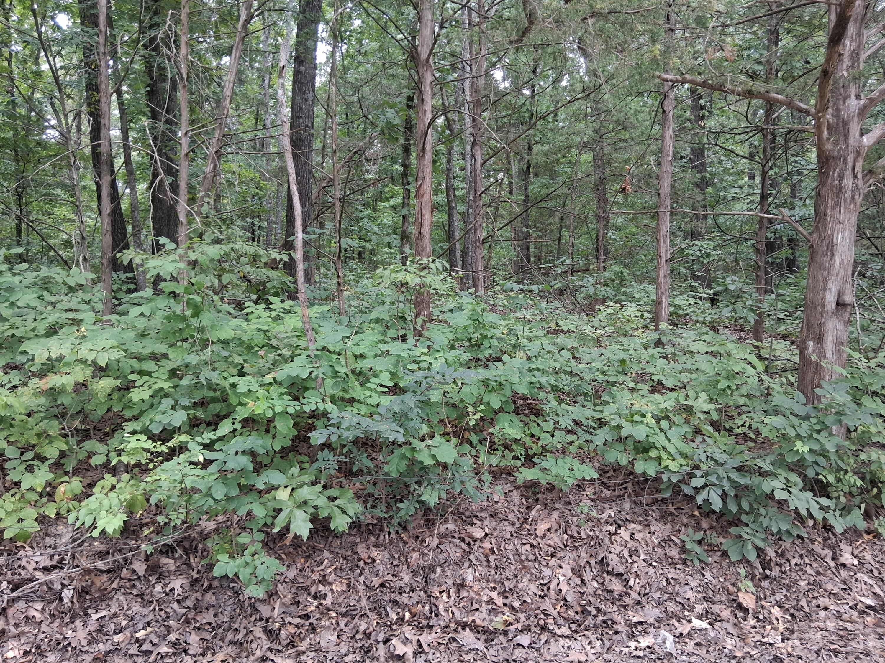 Photo 3 - Land for sale – 000  Fireman   Shell Knob, MO