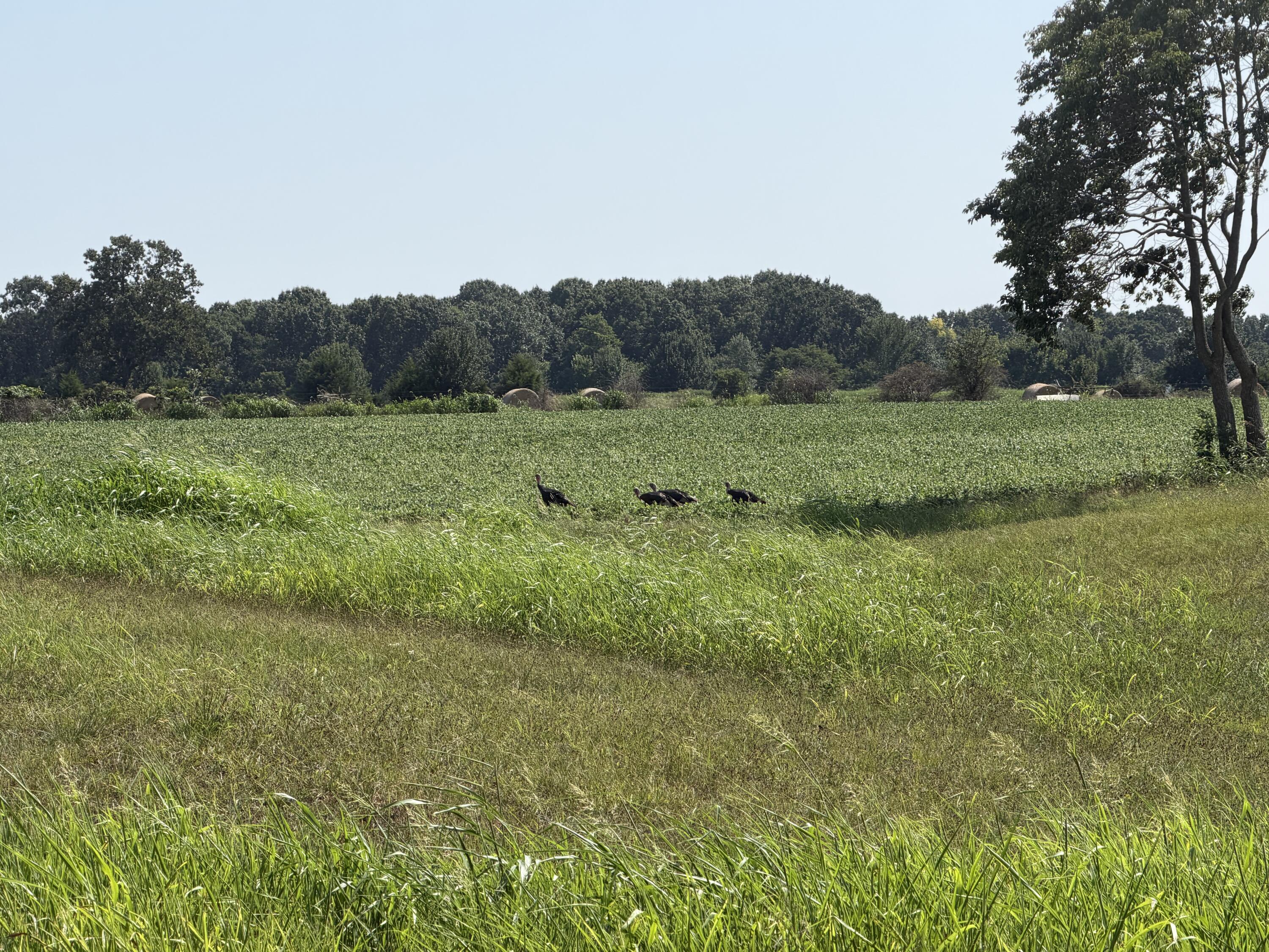 Photo 2 - Land for sale – 000  State Highway Y   Seneca, MO