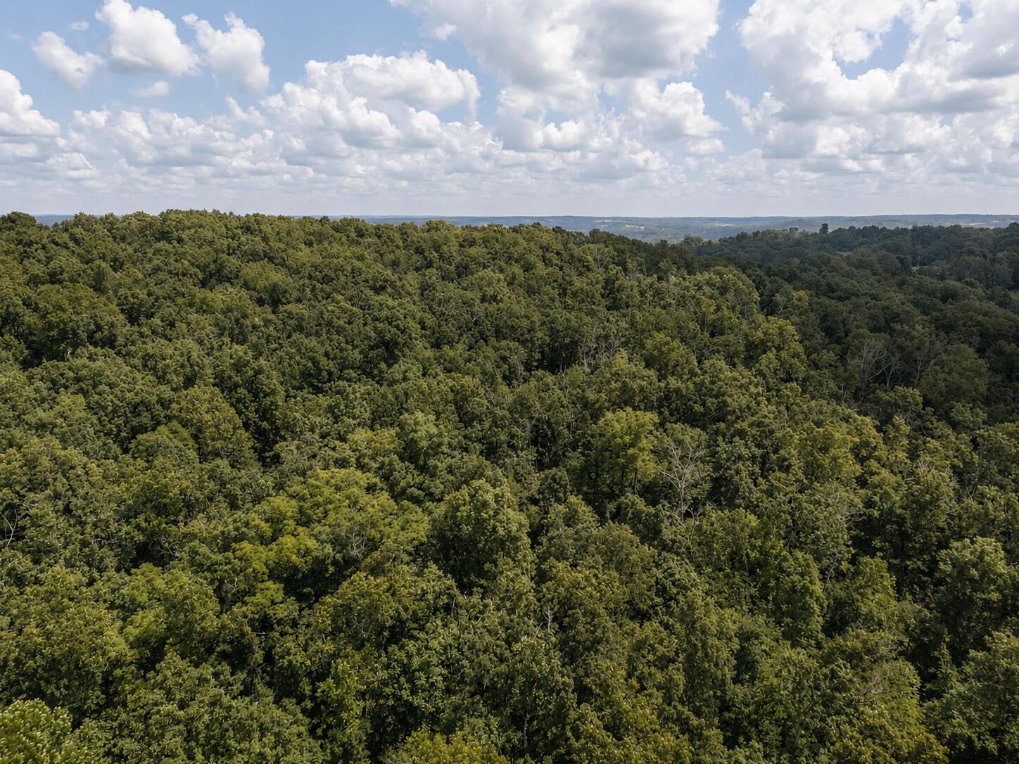 Photo 11 - Land for sale – 000  State Highway E   Hartville, MO