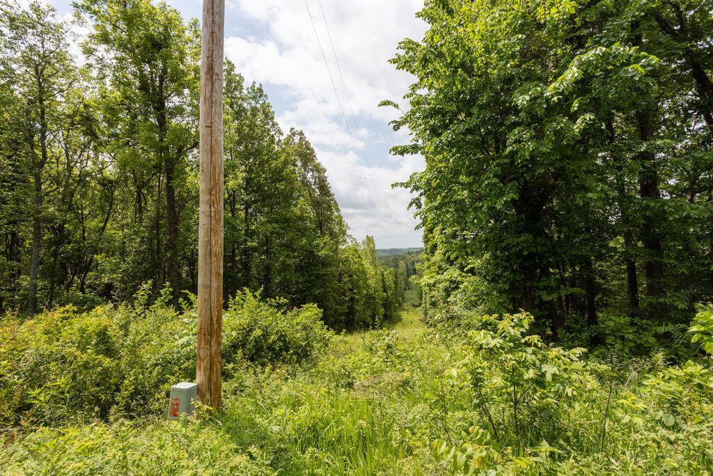Photo 16 - Land for sale – 000  State Highway E   Hartville, MO