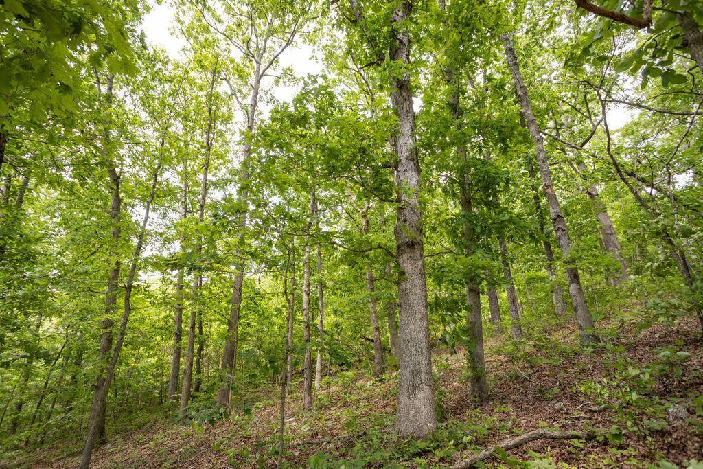Photo 20 - Land for sale – 000  State Highway E   Hartville, MO