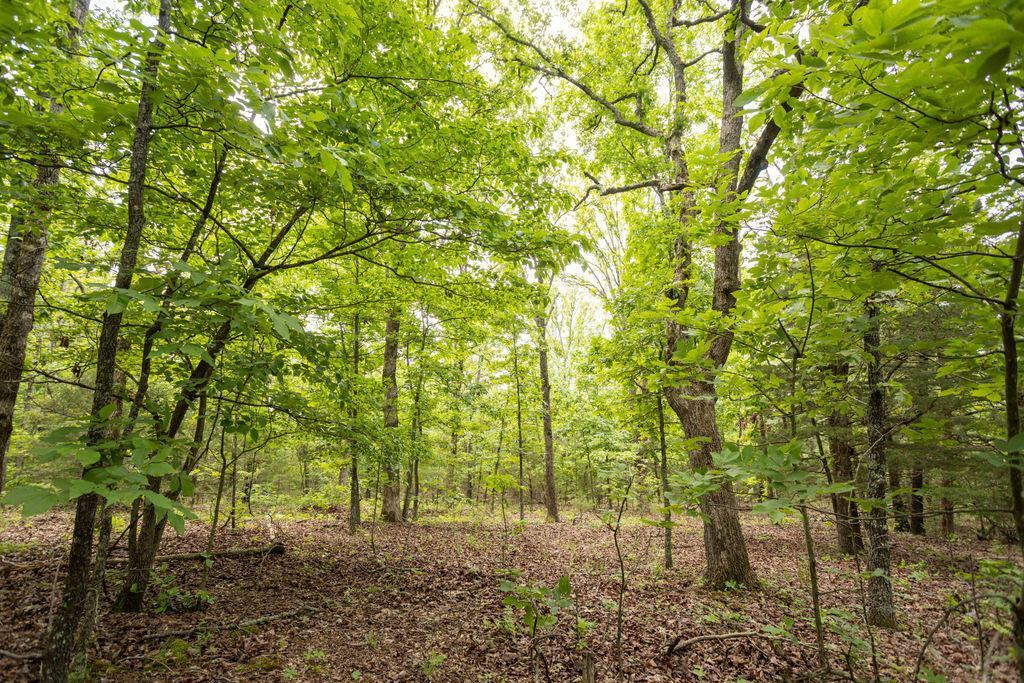 Photo 18 - Land for sale – 000  State Highway E   Hartville, MO