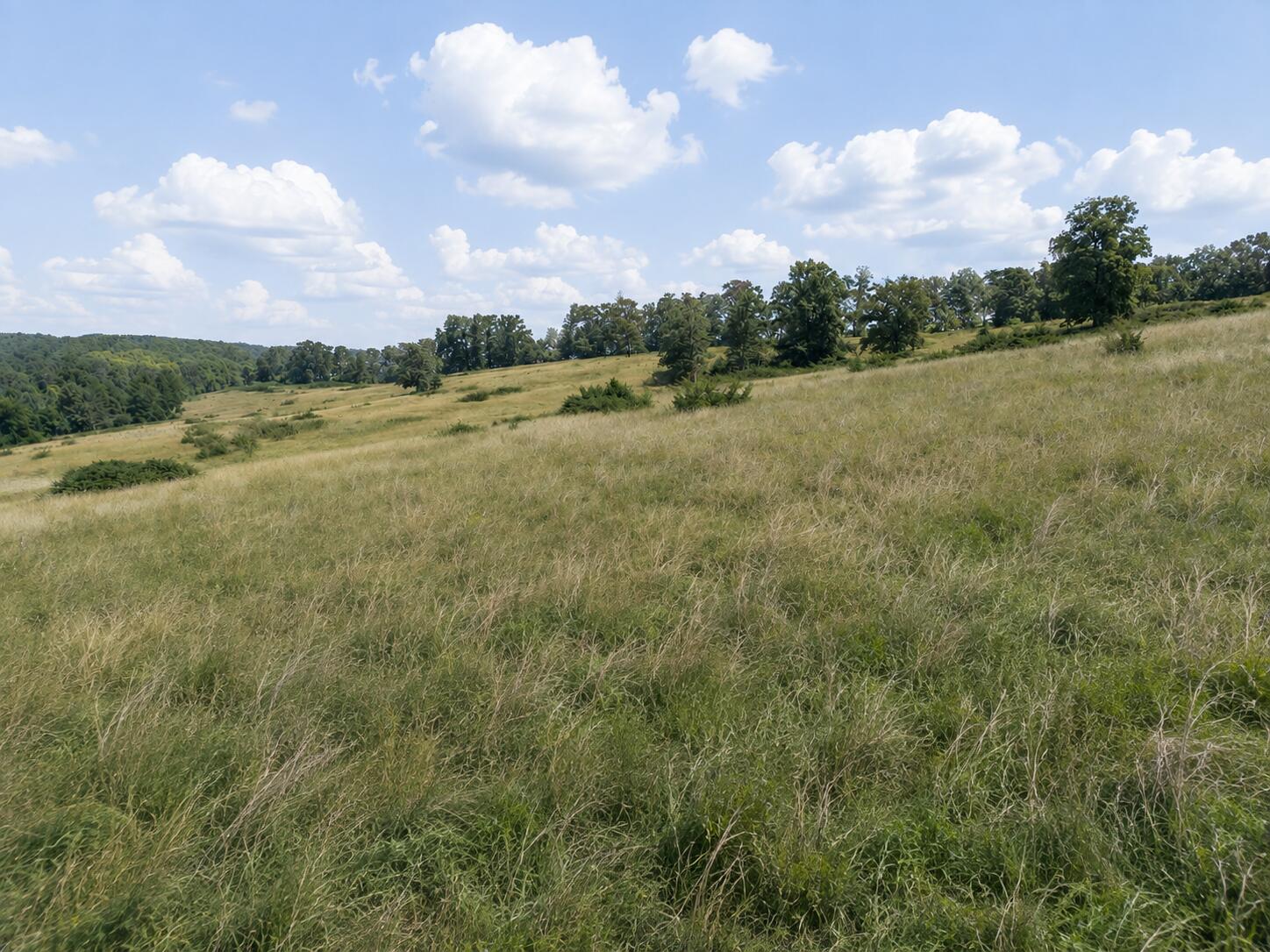 Photo 9 - Land for sale – Tbd  State Highway E   Hartville, MO