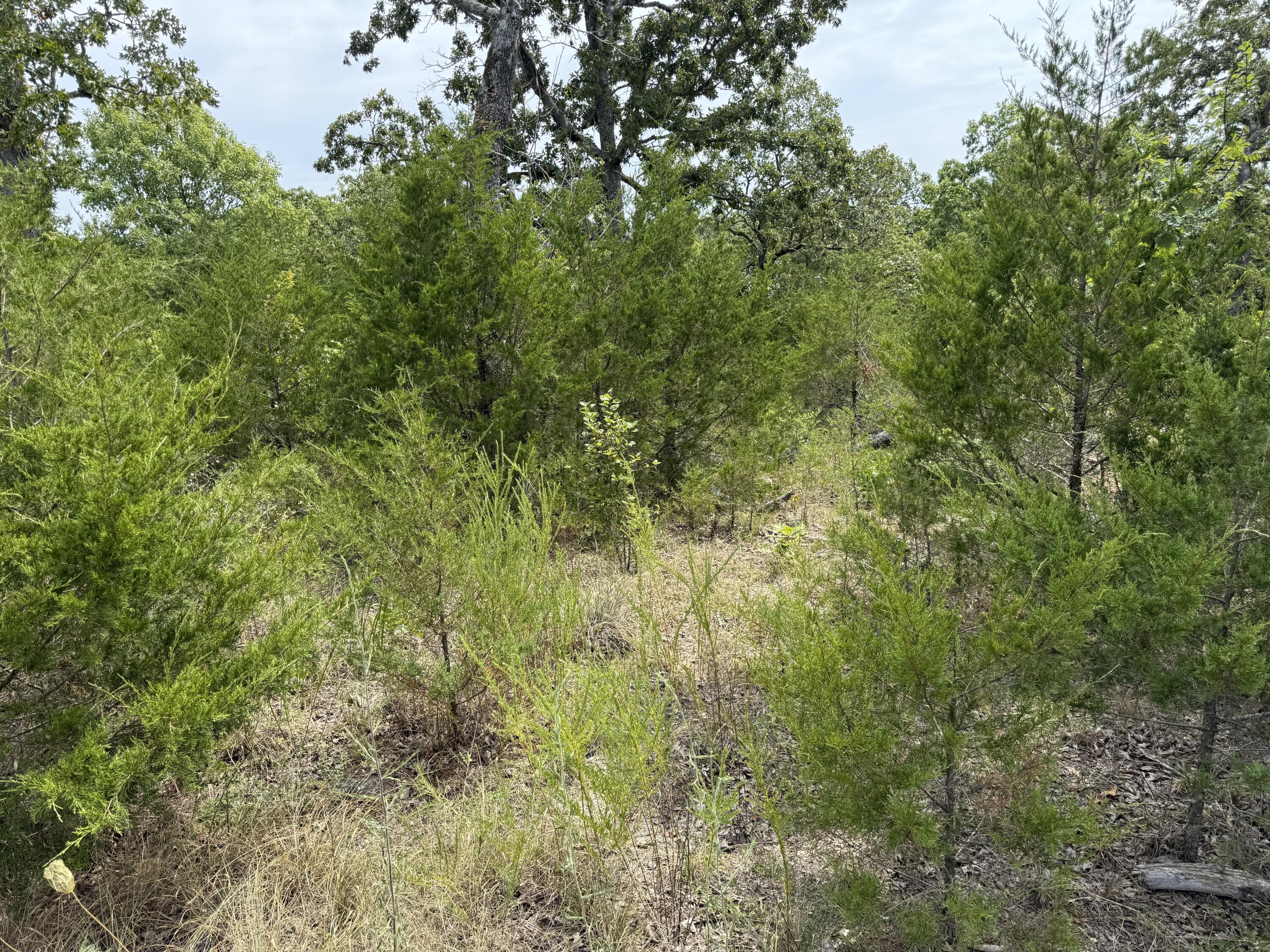 Photo 7 - Land for sale – 295  Beechwood Drive  Branson West, MO