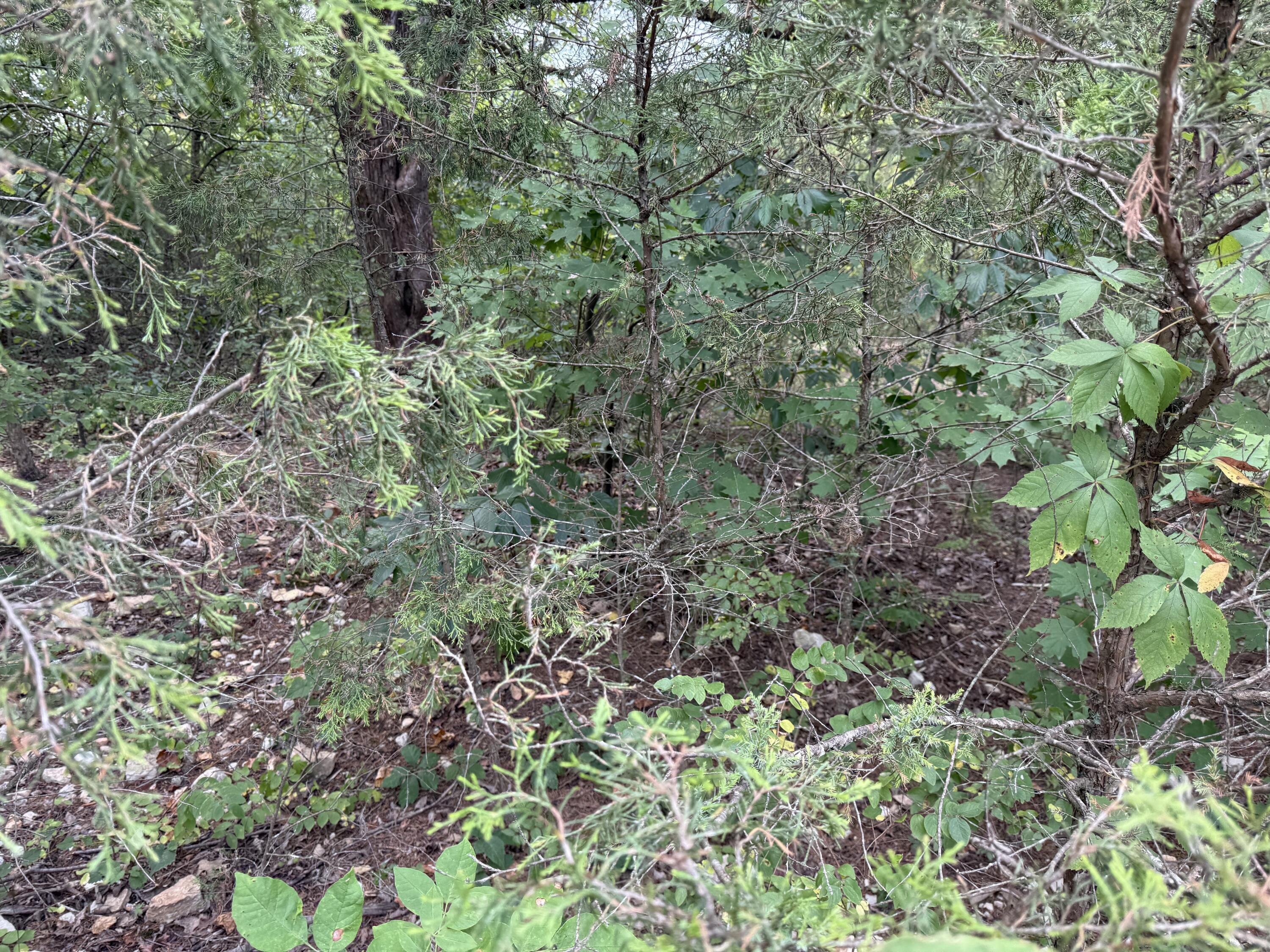 Photo 6 - Land for sale – 5  Silver Oak Way  Branson West, MO