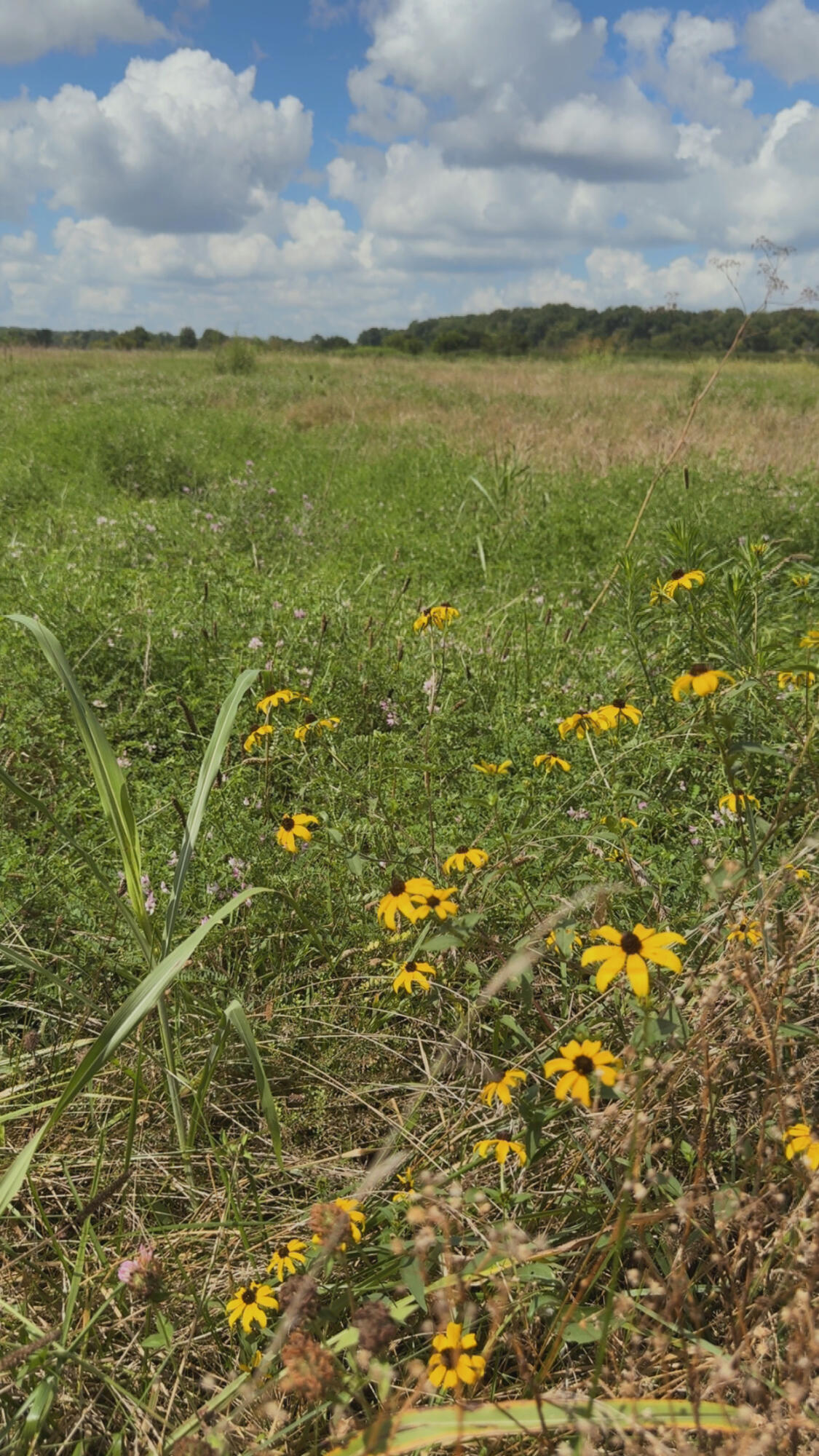 Photo 2 - Land for sale – 000  Highway 63   Houston, MO