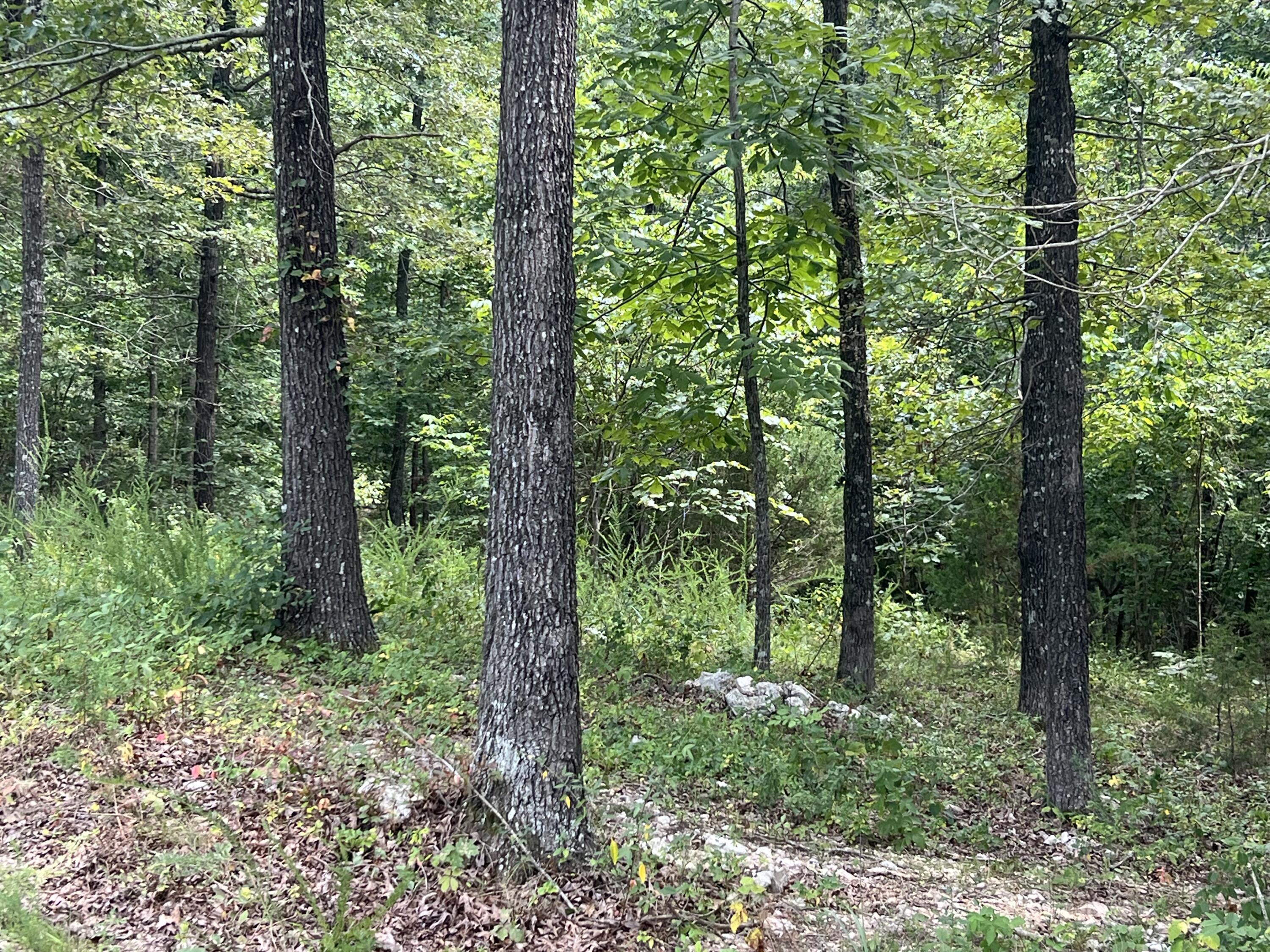 Photo 3 - Land for sale – 528  Black Oak Road  Mammoth Spring, AR