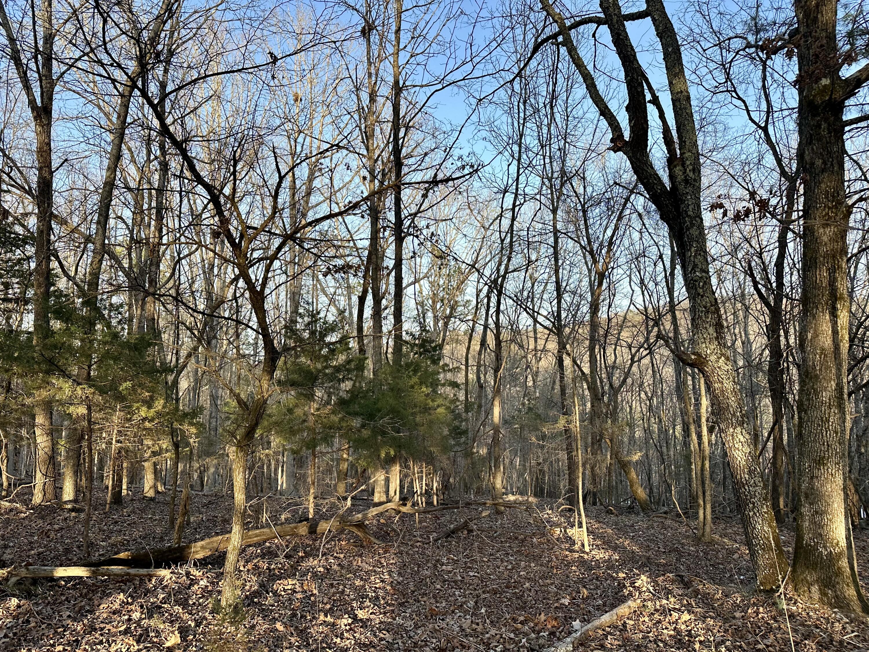 Photo 5 - Land for sale – 000  Brown Road Lot   Van Buren, MO