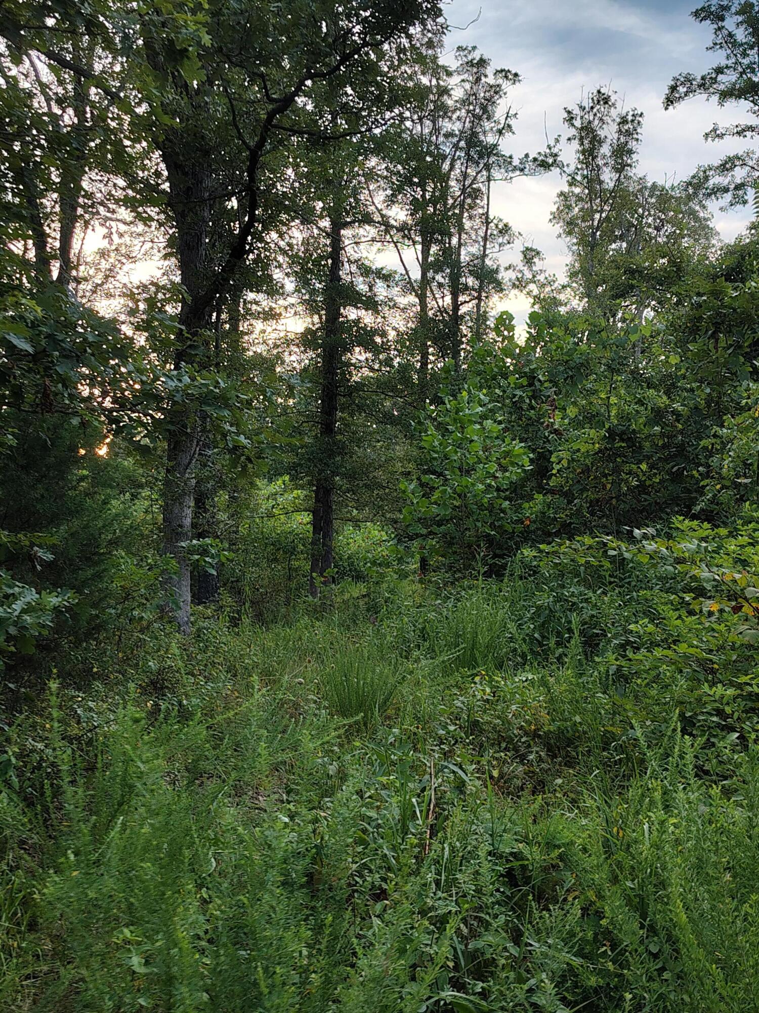 Photo 5 - Land for sale – 000  County Road 150   Preston, MO